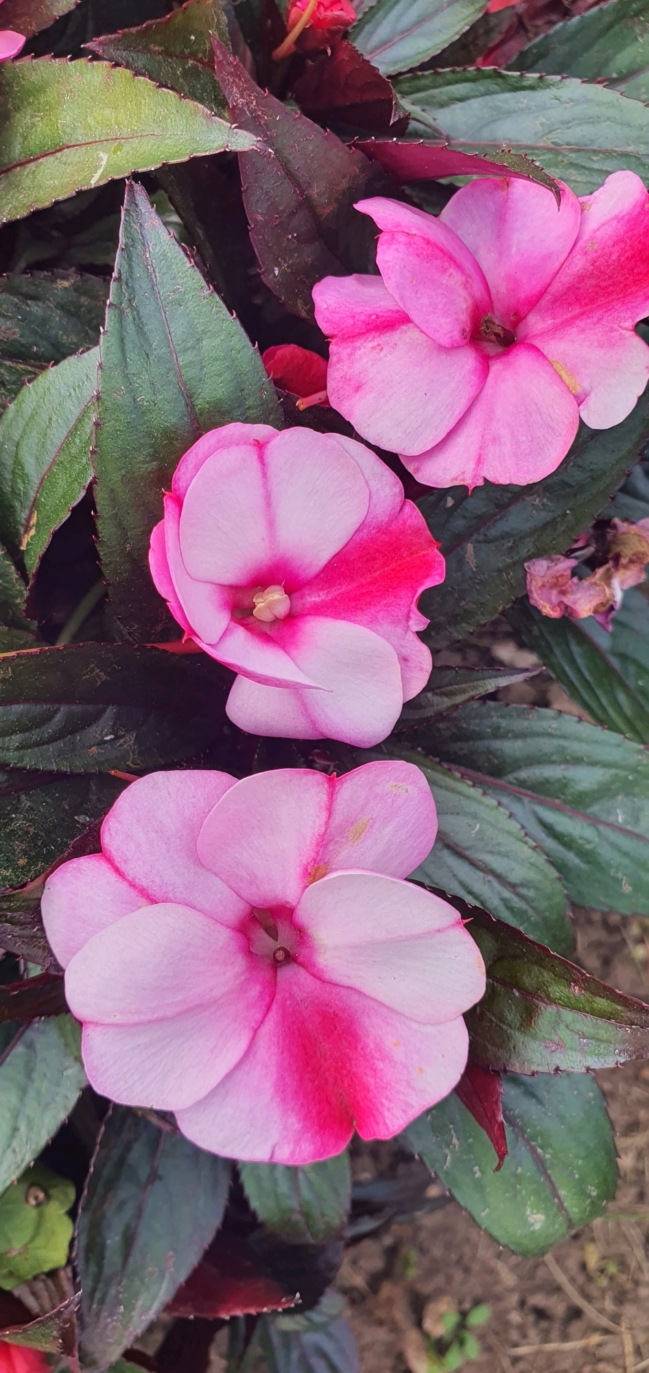 This is a close-up, vertically oriented photograph of three pink impatiens flowers with dark green leaves. The flowers are in various stages of bloom, with the bottom flower being the most fully open and the top flower the least. The impatiens have five petals each, with a deeper pink stripe running down the center of each petal, meeting at the stamen. The leaves are ovate with serrated edges, and some exhibit a purplish hue along the veins. The background is blurred, suggesting a shallow depth of field, and appears to be soil or ground cover. The image does not contain any people or identifiable landmarks.