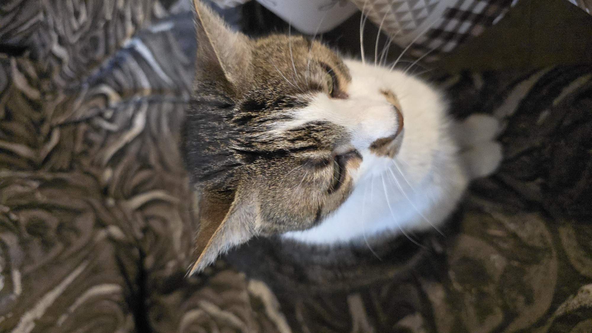 A close-up, high-angle shot focuses on the face of a tabby and white cat. The cat has green eyes, a white muzzle, and brown and white tabby markings on its head and ears. It is looking downwards, and its whiskers are prominent. The cat is resting on a textured surface that appears to be a blanket or bedspread with a swirling pattern of browns and grays. The background is out of focus, with a hint of another patterned textile on the right side of the frame. The lighting is subdued, casting soft shadows on the cat's face. There are no humans or any other animals visible in the image.