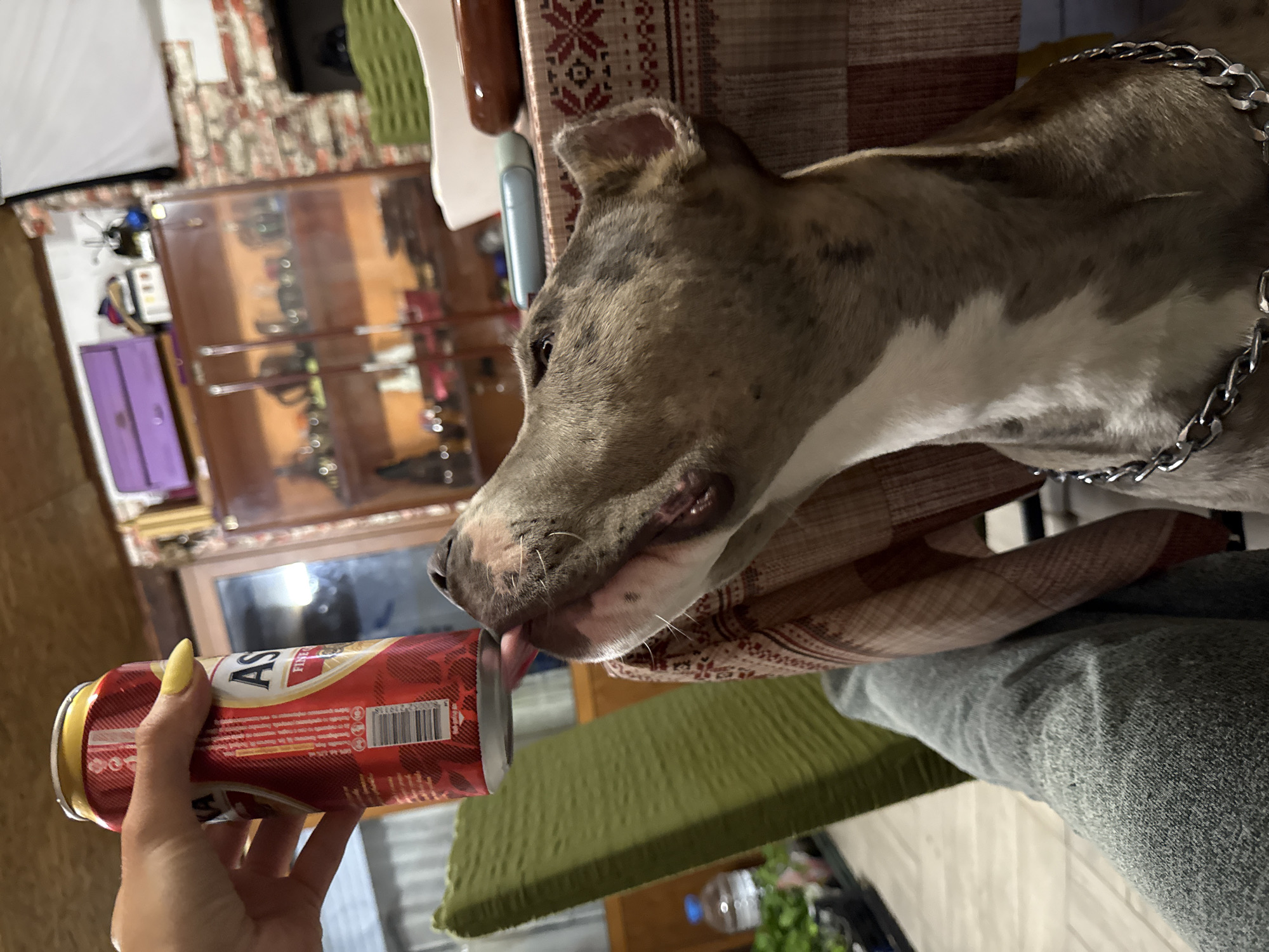 A dog is licking a can of beer. The dog is gray and white, and is wearing a silver chain collar. The can of beer is red and gold, and is held by a person with yellow fingernails. The setting appears to be indoors, and there is a wooden table with a patterned tablecloth. The beer is “Astra” which is brewed in Finland, suggesting a location in Generalovo, Bulgaria.