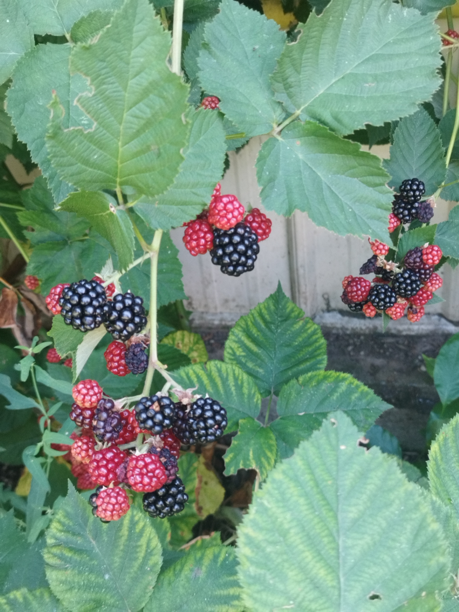 A close-up, vertical outdoor shot captures a cluster of ripe blackberries and their vibrant green leaves hanging from a vine. The blackberries exhibit a mix of deep purple and bright red hues, some plump and glossy, others showing the drupelet structure characteristic of the fruit. The leaves are broad, serrated, and textured with visible veins, some showing signs of minor damage or discoloration. The background is softly blurred, revealing a light-colored, weathered wooden fence and the rough texture of a concrete surface. The scene is devoid of any human presence. The lighting suggests it is daytime, with natural light illuminating the scene. The overall impression is one of a bountiful harvest or a natural garden setting.