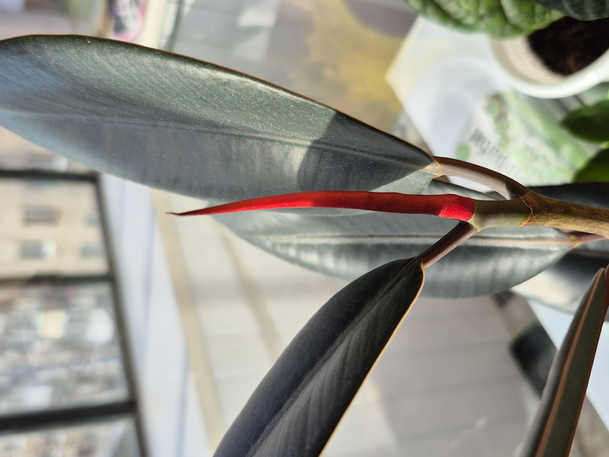 The image shows a close-up of a rubber plant (Ficus elastica). The focus is on the emerging leaf, which is encased in a bright red sheath. Several mature leaves with a dark green, glossy surface are visible in the background and foreground. The plant appears to be indoors, possibly near a window, as evidenced by the natural light and the vague outline of a window frame in the background. Part of another potted plant is visible in the upper right corner. The specific location in Chaikovsky, Russia is not discernible from the image content.