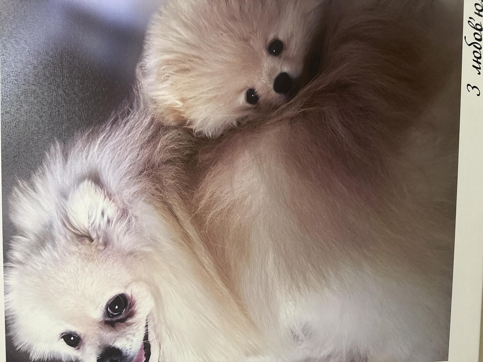 The image shows a close-up of two Pomeranian dogs, one larger and one smaller, snuggled together. The larger dog's face is on the left side of the frame, with its eyes open and tongue slightly out. The smaller dog is nestled within the larger dog's fur on the right side, with its eyes visible and looking towards the camera. The dogs have fluffy, light-colored fur. The background is dark and blurred, with a gradient of light and dark tones. There is text at the bottom of the image that appears to be in Cyrillic script. The image is a photograph. There is no information about a specific location in the city of Unknown, Unknown.