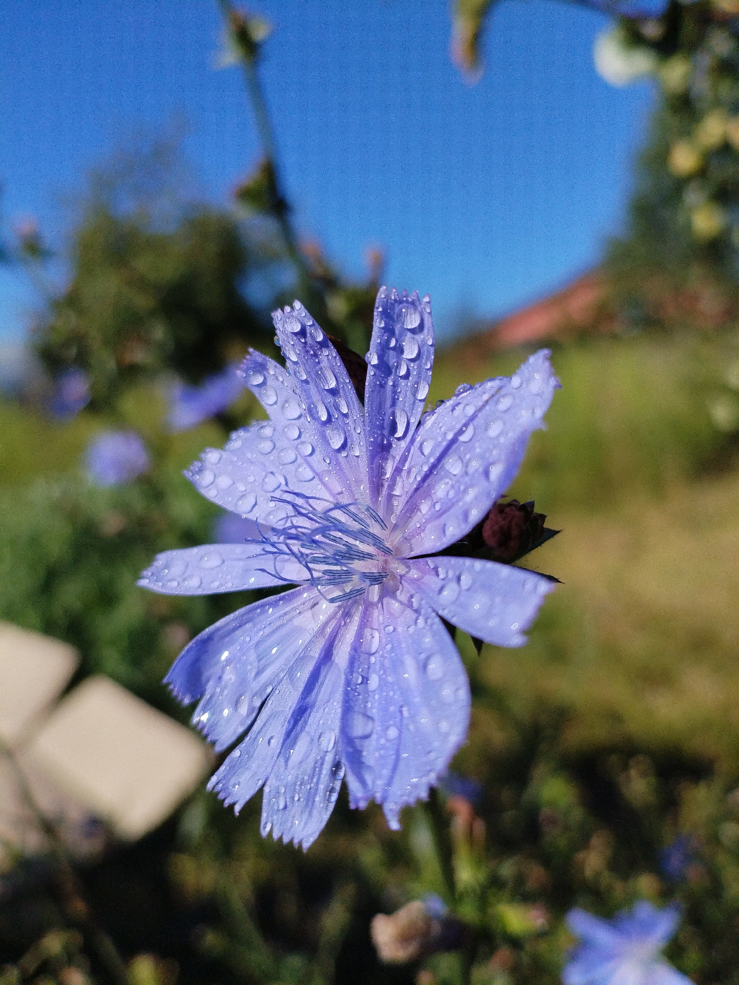 A close-up, eye-level, outdoor shot focuses on a delicate, light purple chicory flower covered in numerous small water droplets. The flower's petals are serrated and spread outwards, revealing the thin, blue filaments at its center. The background is softly blurred, showing hints of green foliage, a patch of brown earth, and a bright blue sky. In the lower left portion of the frame, two light-colored, square-shaped objects, possibly paving stones, are partially visible and out of focus. The image appears to have been taken on a sunny day in a natural setting, likely a garden or park.