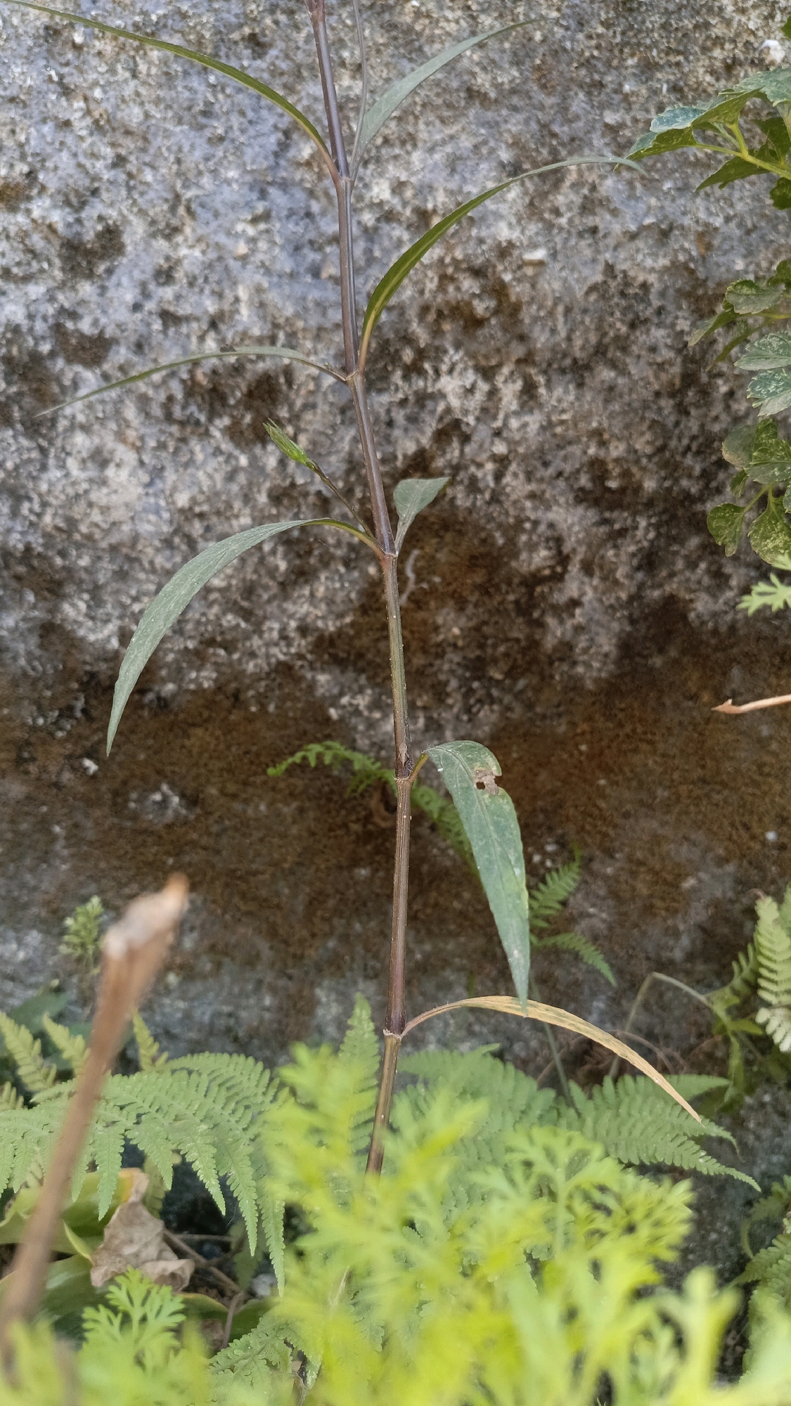 A close-up, vertical shot captures a thin, dark-stemmed plant with sparse, long, green leaves growing in front of a textured, mottled gray and brown wall. Ferns with delicate, serrated fronds are visible in the foreground and background, some in sharp focus and others blurred by depth of field. The lighting suggests it is daytime. The location is Kebumen, Indonesia.