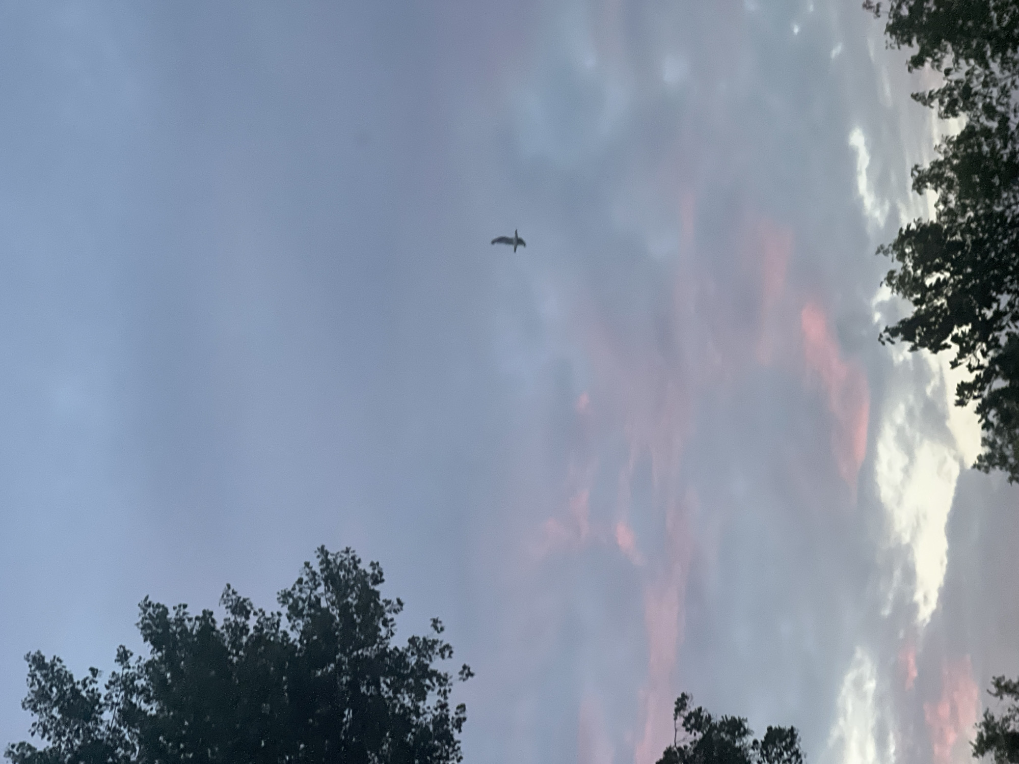 A bird flies in a cloudy sky with pink and purple hues, typical of a sunset. Trees are visible in the foreground and background, silhouetted against the sky. The scene appears to be outdoors, in an urban or suburban environment. The photographer is likely looking upwards. The specific location in Warsaw, Poland cannot be determined from the image alone.