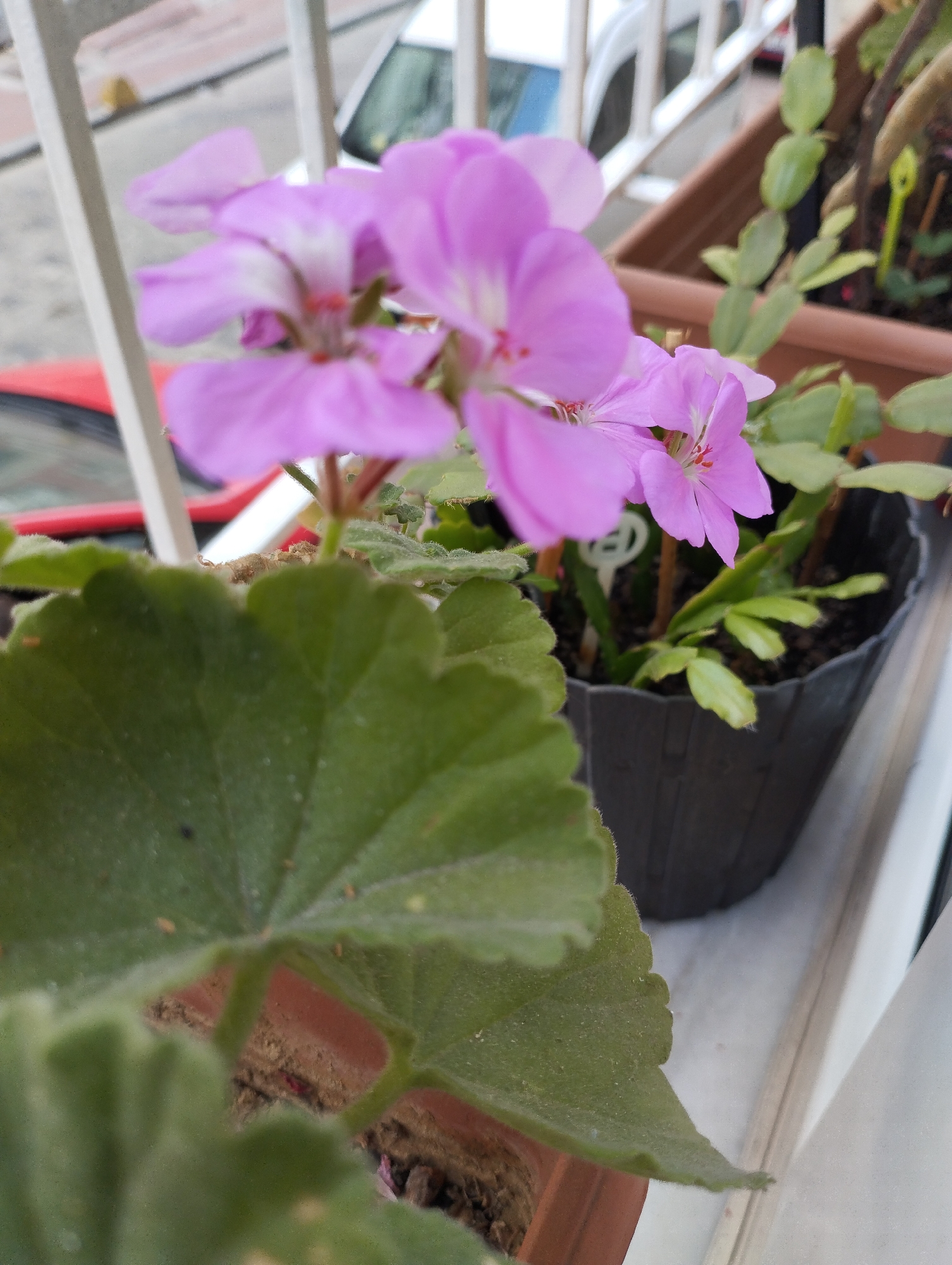 This is a close-up, eye-level, outdoor photograph of pink geranium flowers in a black plastic pot. The flowers are in focus and are the primary subject. Behind the geraniums, a brown pot containing a Christmas cactus is visible. A red car is partially visible in the background, suggesting an urban setting. The photograph was taken on a balcony or windowsill, as indicated by a white railing and a white wall in the background. The scene appears to be located in Istanbul, Turkey, though no specific landmarks are identifiable. The lighting suggests it is daytime, likely overcast or early morning/late afternoon due to the diffused light. The overall composition is focused on the flora, with the urban elements serving as context.