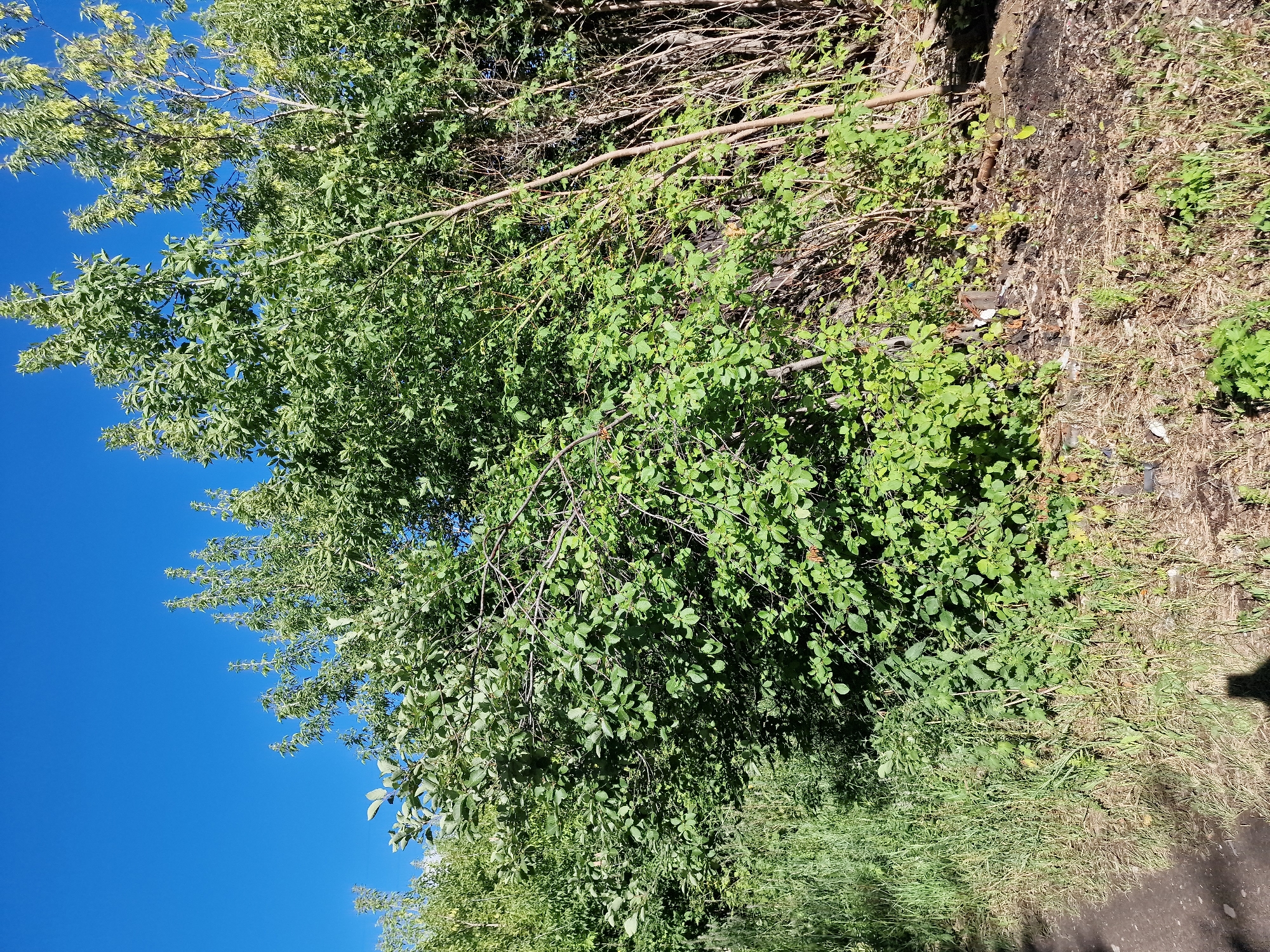 The image shows a dense thicket of green trees and bushes under a clear blue sky. The foliage is lush and varied in shades of green, with some trees appearing taller and more mature than others. The ground beneath the trees is a mix of dry grass, dirt, and some scattered debris. A dirt path is visible on the left side of the image. The lighting suggests it is daytime, with shadows indicating the sun's position. There are no visible people or structures in this image. The scene is located in Kashgar City, China.