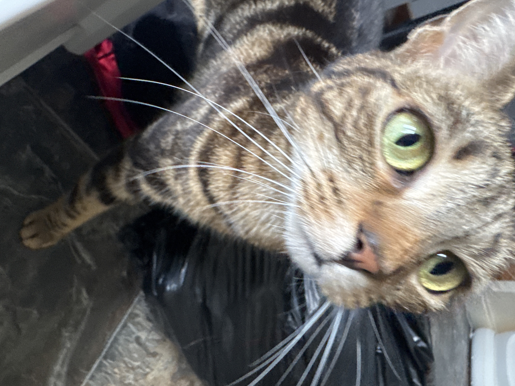 A brown tabby cat with green eyes is looking up at the camera. It is standing on a black plastic bag and part of a red bag is visible. The background is out of focus, but it appears to be a tiled floor and a white wall or cabinet. There is no evidence to suggest this image was taken in Desborough, United Kingdom.