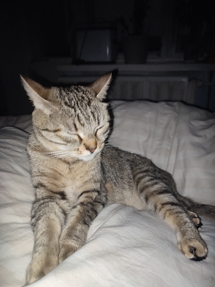 A tabby cat rests on a white bed with closed eyes. The cat is gray and brown with dark stripes, and its paws extend straight. A dimly lit room shows furniture in the background, including a white dresser with items on top. The scene suggests a peaceful, quiet moment with the cat in a relaxed state.