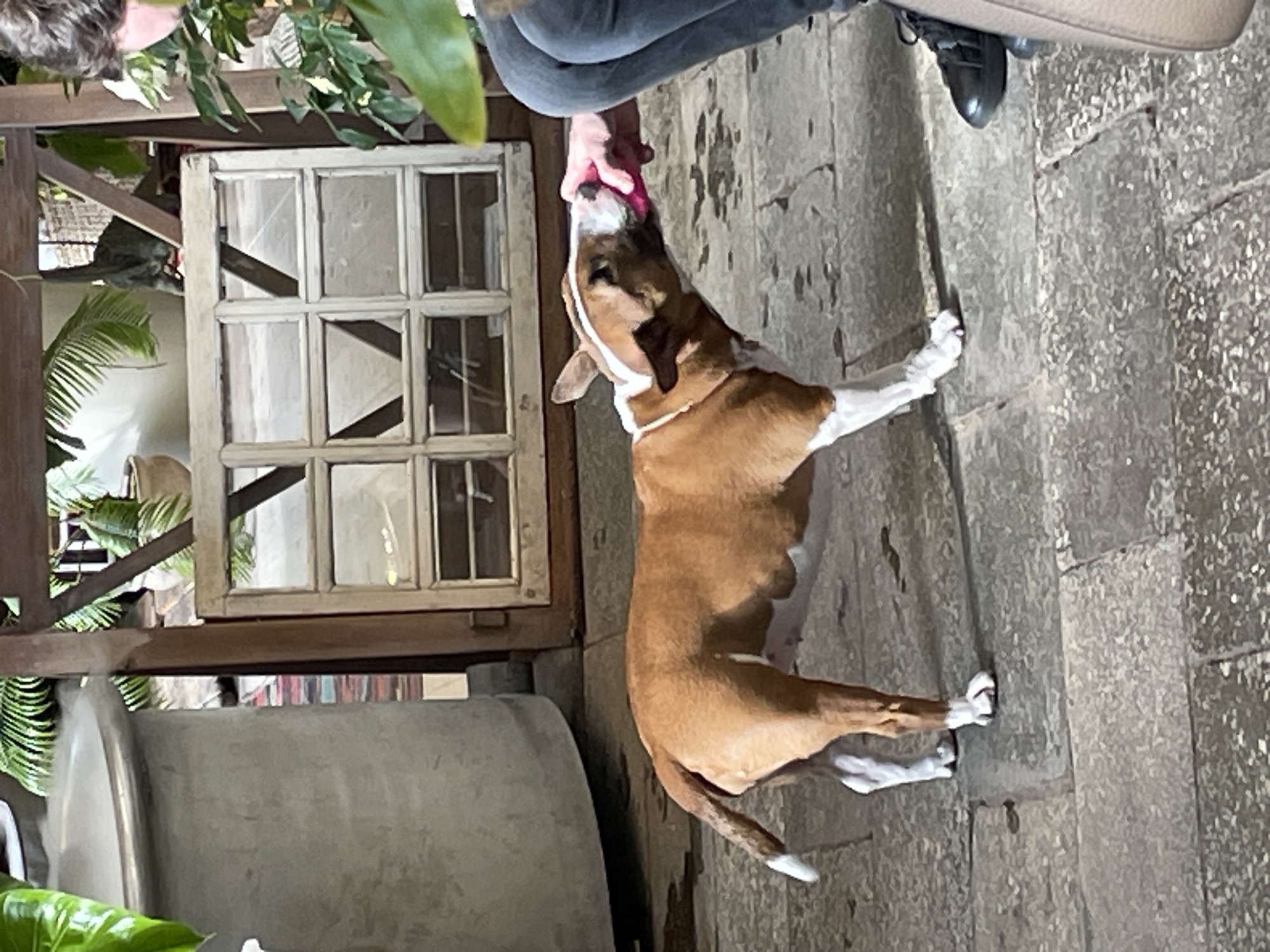 A light brown and white bull terrier is being held by a person's hand with gray pants and a black shoe, while standing on a gray stone surface. Behind the dog is a rustic-looking structure with a white-framed window, and green plants are visible. A large, cylindrical, gray container is to the left. The location is suspected to be within Saint Petersburg, Russia, based on the architectural style and stone paving.