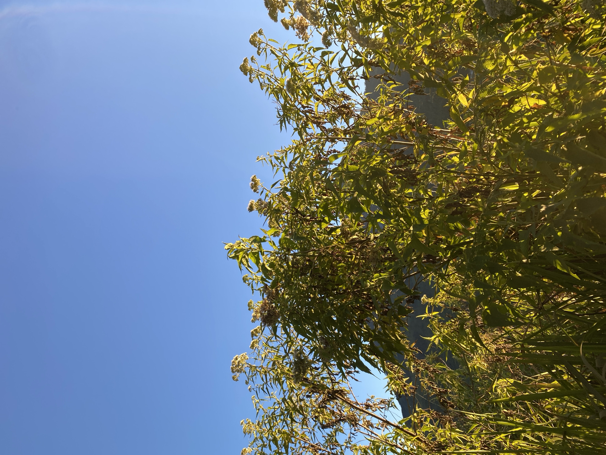 The image captures a cluster of tall green plants with small white flowers, reaching towards a clear blue sky. The plants are illuminated by golden sunlight, casting shadows and highlighting the textures of their leaves and dried seed heads. In the background, a dark, hilly landscape is visible, partially obscured by the foliage. The scene appears to be an outdoor natural environment, possibly in Gondosuli, Indonesia, during daylight hours. There are no people or animals present in the frame. The focus is on the vegetation and the sky, creating a serene and naturalistic composition.