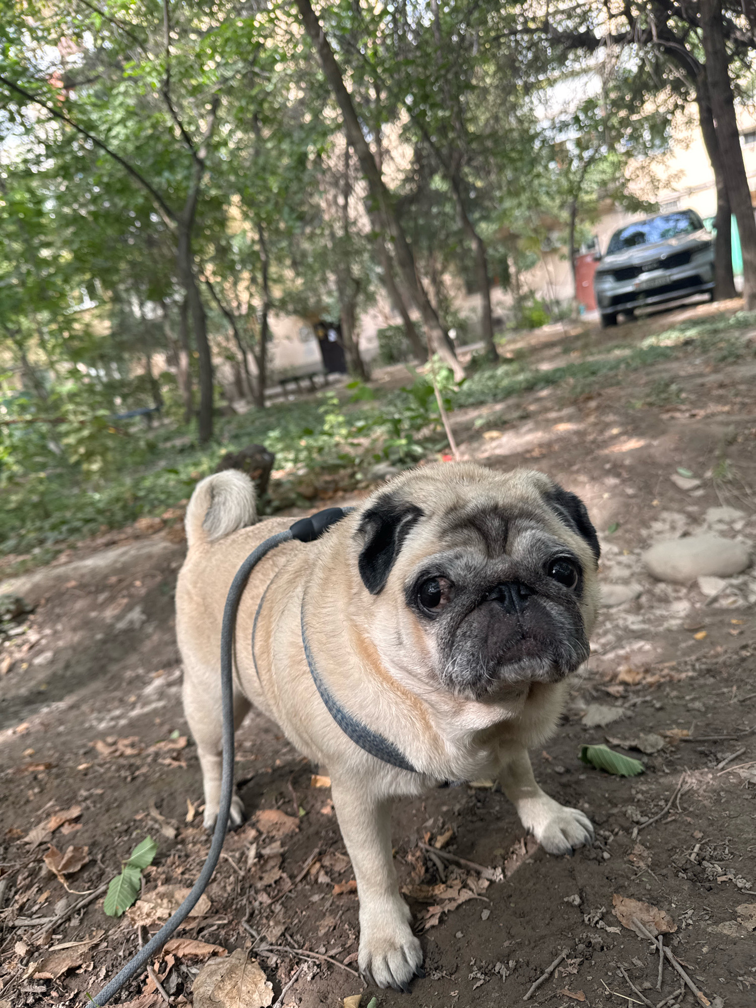 A pug dog with a black harness and leash stands on a dirt path littered with fallen leaves. The dog is facing forward, its snout wrinkled and dark eyes looking towards the camera. Behind the dog, a gravel path leads into a wooded area with trees. In the background, a dark-colored sedan is parked between trees. The scene appears to be in an urban park or a residential area with dense foliage.