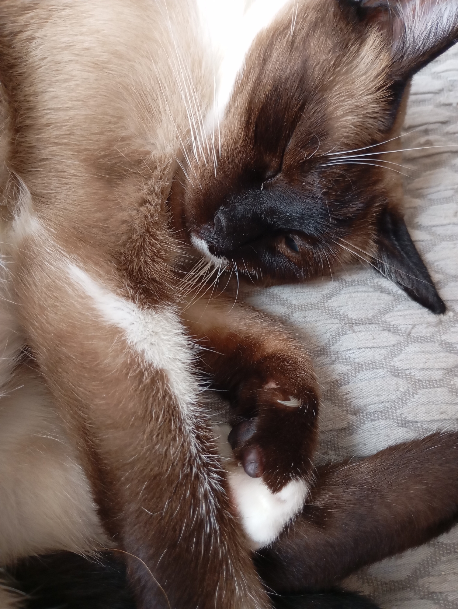 A close-up, overhead shot shows a brown and white Siamese cat sleeping on a grey patterned surface. The cat is curled up on its side, with its eyes closed and its head resting on its paws. Its fur is a mix of brown and white, with darker brown points on its ears, face, and paws. The cat's whiskers are long and white. The grey surface appears to be fabric, possibly a blanket or a rug. The image does not provide enough information to determine its location in the city of Batumi, Georgia.