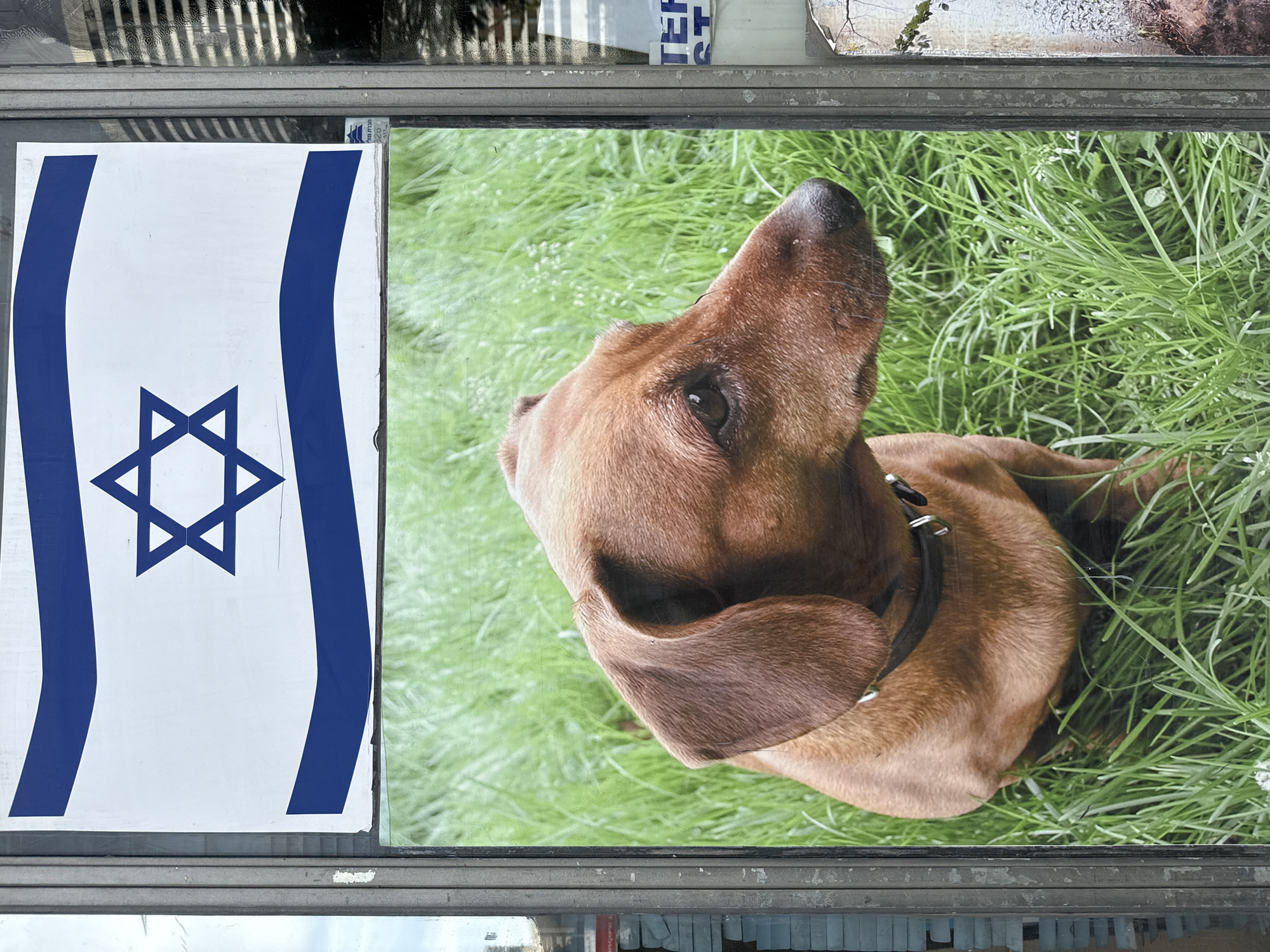The image depicts a shop window in Tel Aviv, Israel. On the left side of the window, a printed image of the Israeli flag is visible. Adjacent to it, another printed image shows a brown dachshund lying on a bed of green grass. The window itself has a worn, slightly weathered appearance, with visible frames separating the two images. The reflection in the glass shows a glimpse of the urban environment outside, hinting at a street scene. The overall scene suggests a local business displaying images that are possibly relevant to its identity or services.