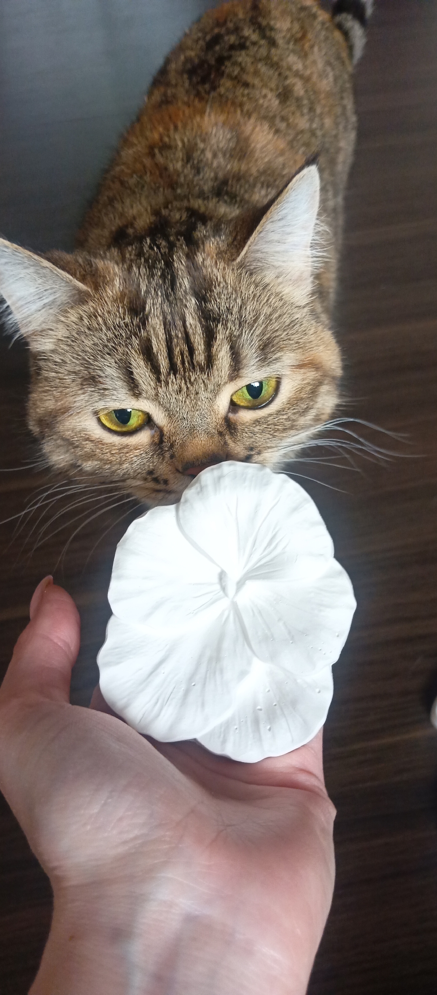A high-angle close-up shot captures a curious tabby cat examining a white, flower-shaped object held by a person's hand. The cat, with striking green eyes, brown, black, and ginger fur, is positioned at the top of the frame, looking down intently at the object. Its whiskers are visible, extending outwards as it leans in towards the white form.
The white object, held in the palm of a hand, appears to be a sculpture or mold of a flower, possibly made of plaster or clay, with distinct petals and a central indentation. Small, clear droplets are visible on its surface, suggesting it might be wet or have a dewy texture. The hand holding the object is fair-skinned, with visible creases on the palm and a fingernail on the index finger.
The background consists of a dark, wooden surface, likely a floor or tabletop, providing a contrasting backdrop to the lighter subjects. The lighting is soft, highlighting the textures of the cat's fur, the hand, and the flower sculpture. The overall scene conveys a moment of quiet interaction and curiosity between the cat and the object presented to it. There is no visible text in the image.