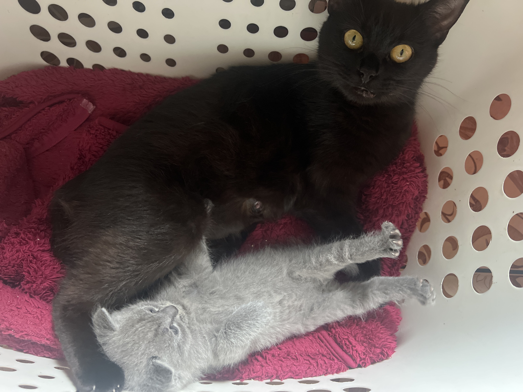 The image shows two kittens in a white plastic basket lined with a magenta towel. A small gray kitten is lying on its back, with its head tilted to the left. Its fur is fluffy and its eyes are closed. A larger black kitten is curled up next to the gray kitten, with its head resting on the gray kitten's body. The black kitten's eyes are open and looking at the camera. The basket is made of white plastic with circular cutouts. The towel is a bright magenta color and appears to be made of a soft, fuzzy material. The lighting is bright, suggesting the image was taken during the day. There is no indication of the location in the city of Ust-Chorna, Ukraine, within the image.
