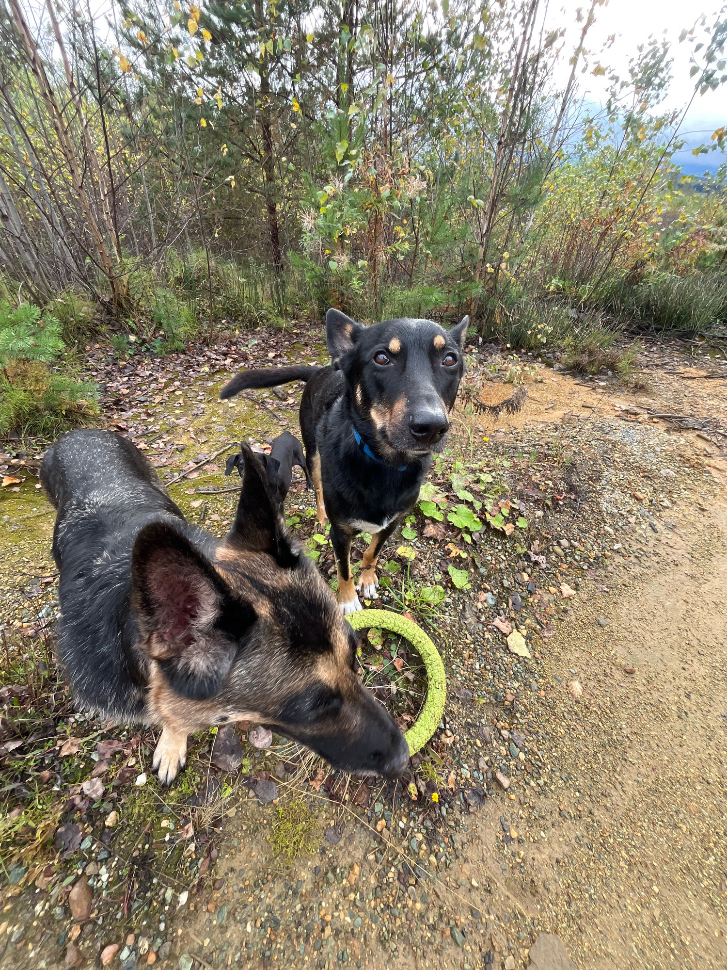 In an outdoor, wooded area with sparse trees and undergrowth, a group of dogs is present. Two larger dogs are in the foreground, one black and tan German Shepherd facing left, with its head turned towards the viewer. Another black dog with tan markings is standing to the right and slightly behind the German Shepherd, also looking towards the viewer. A smaller black dog is visible between the two larger dogs. A bright green ring-shaped toy lies on the ground near the German Shepherd. The ground is covered in gravel, fallen leaves, and sparse vegetation. The background consists of more trees and foliage, with a cloudy sky overhead. The setting suggests a natural, undeveloped area.