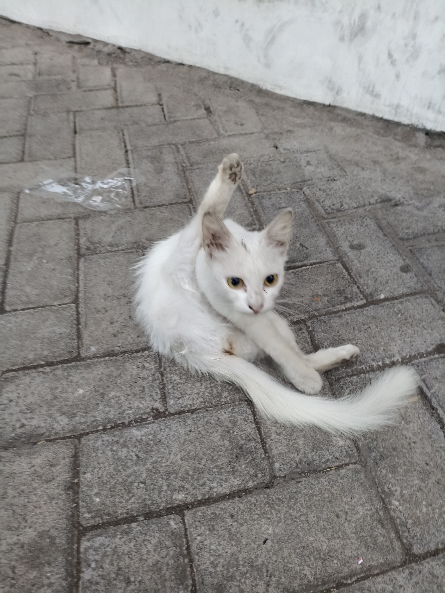 A white cat with yellow eyes is sitting on a paved surface composed of rectangular gray bricks. The cat is positioned on its side with its front paws crossed and one hind leg extended upwards. The tail is long and fluffy, curled around its body. A white wall is visible in the background, with a dark line running along the base where it meets the pavement. There is also a piece of clear plastic on the bricks to the left of the cat. The scene is outdoors.