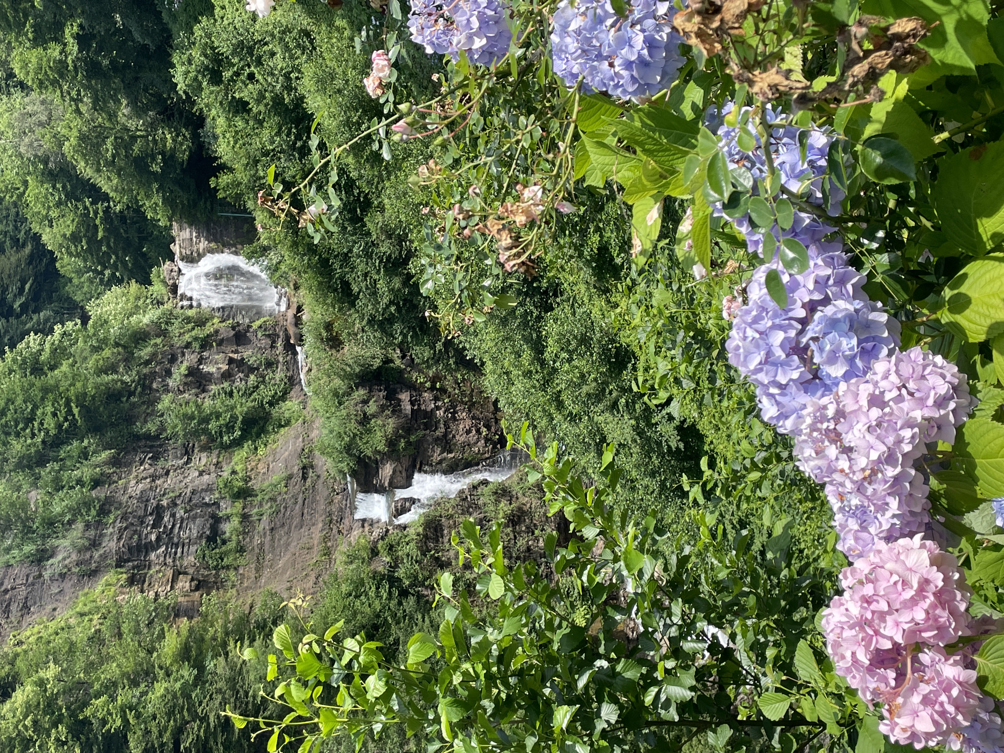 In Tqwarchal, Abkhazia, a picturesque scene unfolds with a multi-tiered waterfall cascading down a rugged, rocky cliff face. Lush green foliage, dense trees, and vibrant flowers frame the natural spectacle. In the foreground, clusters of pink and purple hydrangeas bloom, their delicate petals contrasting with the raw beauty of the waterfall and the imposing rock. The sunlight dapples through the leaves, creating a play of light and shadow across the landscape, highlighting the natural textures and colors of this serene outdoor environment.