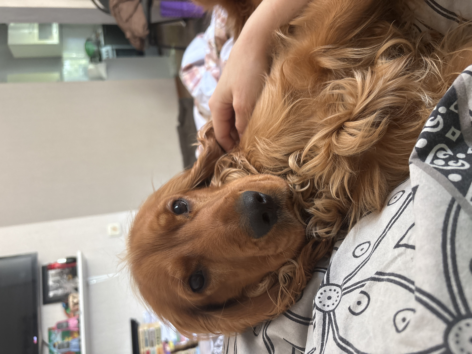 A golden-colored Cocker Spaniel dog lies on a patterned bedspread, resting its head near the edge of the fabric. A hand is gently touching the dog's head. The background shows a room interior with a television and shelving unit visible. The image orientation is rotated counterclockwise. The location is unknown, and there is no indication that it is in Krasnoyarsk, Russia.