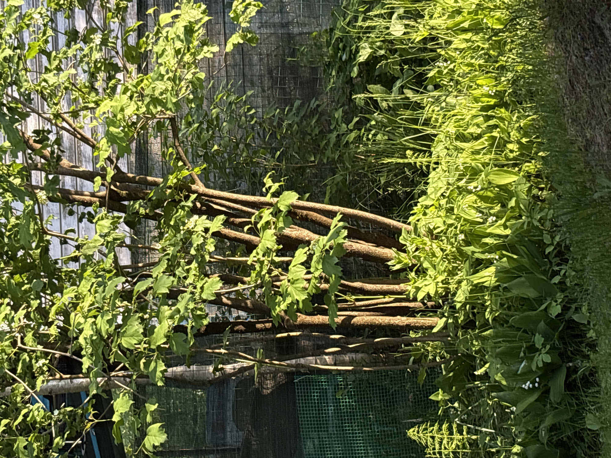 The image displays an outdoor scene, likely a garden or overgrown area, under direct, strong sunlight. Multiple slender, light brown tree or shrub trunks, bearing green, lobed leaves, rise vertically from the lower center of the frame. One lighter-barked tree or pole is situated behind the main cluster on the far left.
The lower and mid-ground are densely vegetated with various green plants. A significant concentration of Lily of the Valley (Convallaria majalis) is prominent, featuring broad green leaves and small white, bell-shaped flowers. A horsetail (Equisetum) plant is visible on the far left. The ground also includes numerous grasses and other broad-leaved plants. A patch of bare earth or dirt path occupies the immediate foreground on the right.
In the background, artificial structures are evident. On the left, a dark green mesh fence is present, with a blurred, darker structure featuring blue elements behind it. To the right of the central trees, a weathered wooden wall or siding, characterized by horizontal planks, is partially obscured by a darker, possibly metallic, mesh or netting.
No human or animal subjects are present. The scene is illuminated by harsh sunlight, creating distinct areas of highlight and shadow. The depicted location is in the city of Ленинградская, Russia.