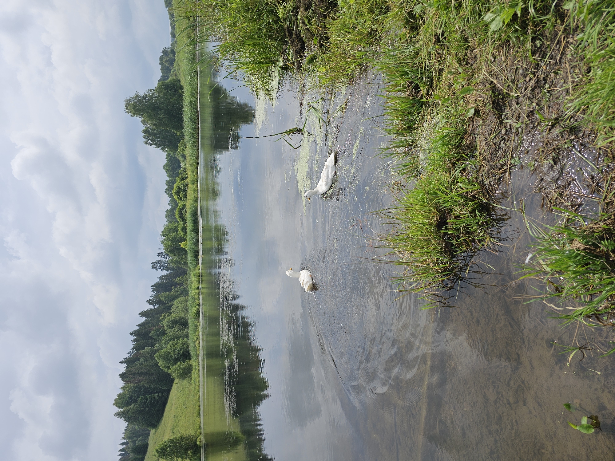 Two white ducks are swimming in a body of water, likely a lake or river, surrounded by lush green vegetation and trees. The sky is overcast with clouds. The scene appears to be a natural landscape, possibly in or near the city of Kalinovka, Russia, given its rural and verdant characteristics. One duck is slightly ahead of the other, both leaving small wakes in the water. The water is calm, reflecting the sky and surrounding trees. The foreground shows the muddy bank with tall green grass and reeds.