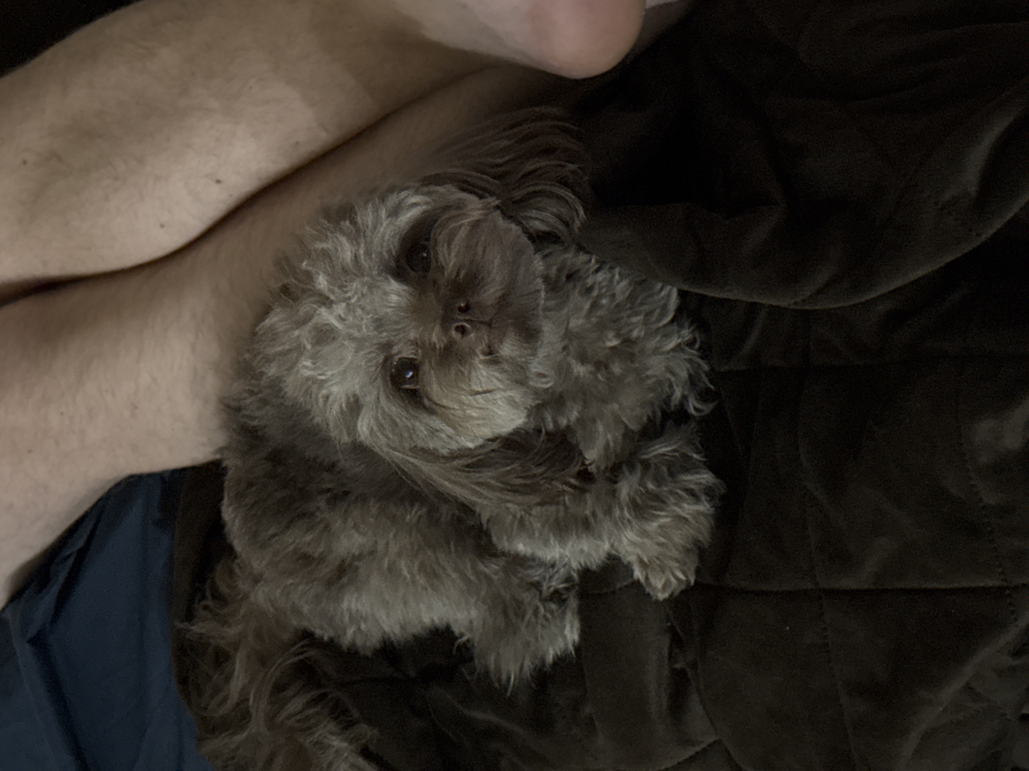 A small, light brown poodle mix dog is resting on a dark brown quilted blanket. The dog is lying down with its head facing forward and looking at the camera. Its fur is curly and somewhat shaggy. The dog's eyes are dark and expressive. Behind the dog, human legs are visible, with one leg appearing to be in a pair of dark blue pants or shorts. The other leg is bare and has a tanned appearance. The lighting in the image is dim, suggesting an indoor setting, possibly a bedroom or living room. The scene appears to be a snapshot of a pet relaxing with its owner.