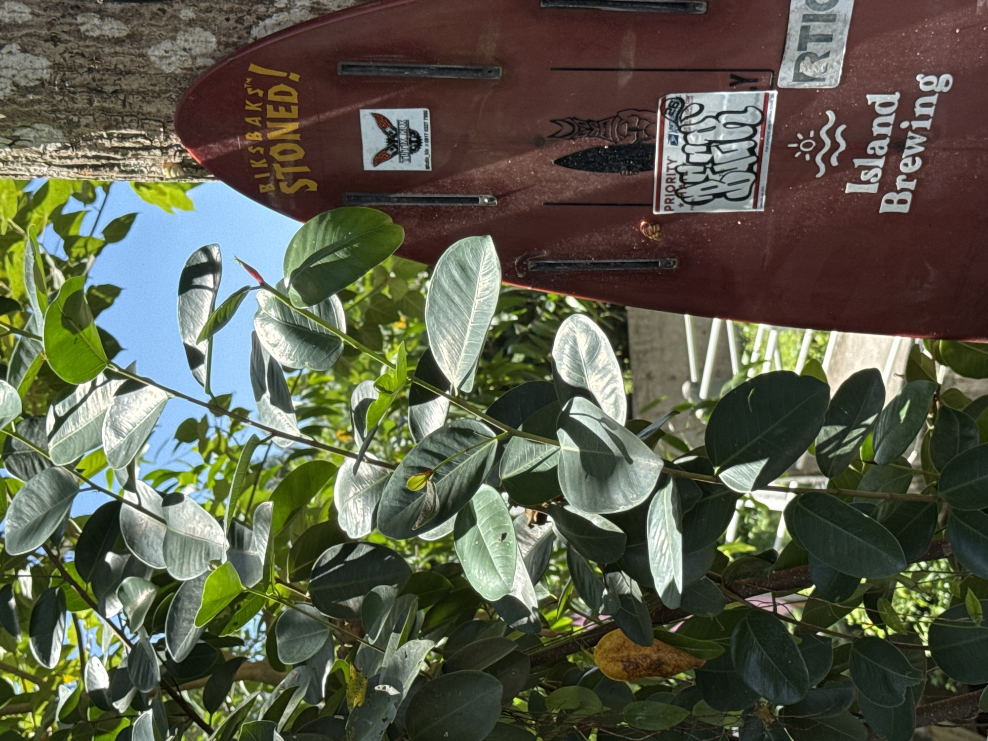 This sideways-oriented photograph captures a sunny outdoor scene, likely in Kuta Selatan, Indonesia, featuring a maroon surfboard resting amidst verdant foliage. When viewed upright, the surfboard leans against a textured tree trunk, partly hidden behind numerous large, glossy green leaves that fill the foreground and midground. The clear blue sky peeks through the gaps in the dense vegetation, suggesting a bright and clear day.
The surfboard is decorated with various stickers and text. Prominently displayed in yellow are the words "RIKSBAKS™ STONED!". Other visible text and logos include "TUTIX-MOX" accompanied by what appears to be a phone number, partially legible as "0817 0027 7986". Further down, a "PRIORITY" sticker with a graffiti-style design is visible next to a sticker featuring a tribal figure. Below these, the text "Island Brewing" is seen alongside a sun and wave logo, and a partial "RTIC" logo. The surfboard's fins are also visible along its length. No people or specific activities are depicted, emphasizing the natural setting contrasted with the personalized surfboard.