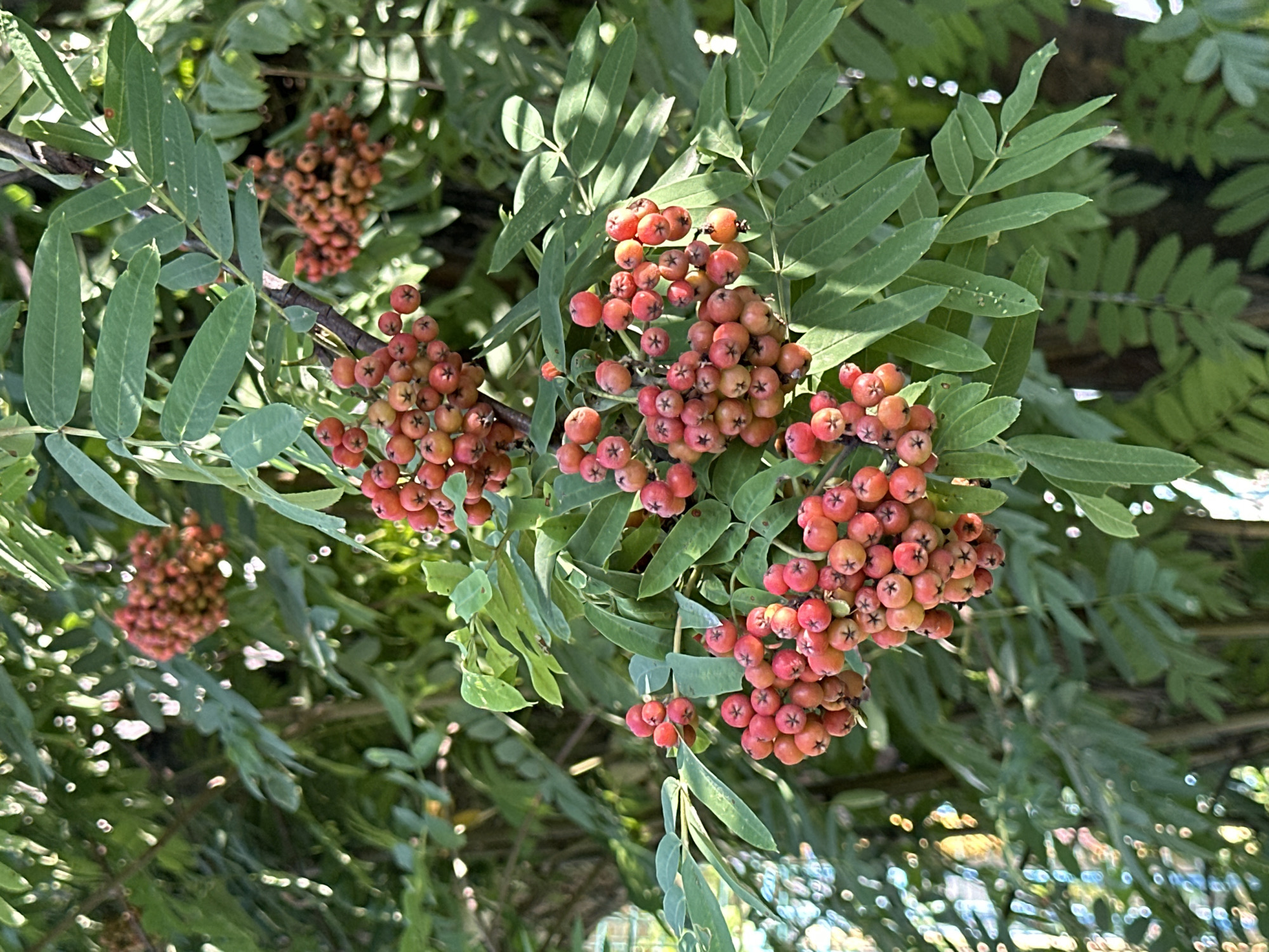 A close-up, eye-level shot captures a cluster of vibrant red rowan berries hanging from a branch, surrounded by lush green leaves. The berries, small and round, are clustered together in dense bunches, with some appearing more orange-red and others a deeper crimson. Sunlight filters through the foliage, creating dappled light and casting soft shadows on the leaves and berries. The background is a blur of more green leaves and branches, suggesting a dense natural environment. There are no people visible in the image, and the focus is solely on the rowan berries and their surrounding foliage. The scene is set outdoors, likely in a park or garden in the city of Uray, Russia, where such trees are common.