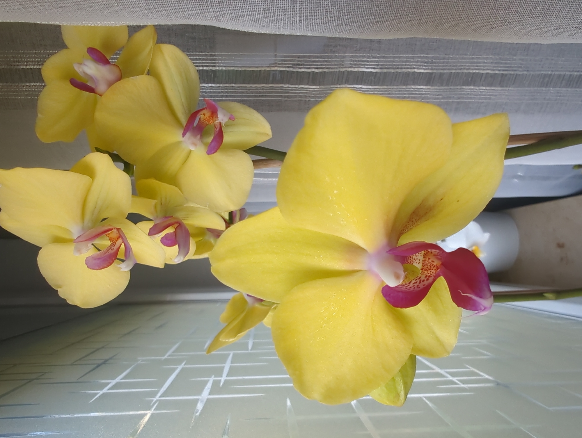 A close-up, vertical shot captures a cluster of bright yellow orchid flowers in full bloom, some showing delicate pink and red accents at their centers. The orchids are positioned in front of a lightly textured, translucent white curtain with vertical stripes, which is pulled to the right side of the frame. To the left, a frosted glass panel with a grid-like pattern of diagonal white lines provides a soft, diffused background. The flowers appear to be indoors, near a window, possibly in a residential setting in Iserlohn, Germany, as indicated by the style of the window treatment and interior elements. The lighting suggests an overcast day or indirect sunlight, casting soft shadows and highlighting the waxy texture of the petals. No people are visible in the image.