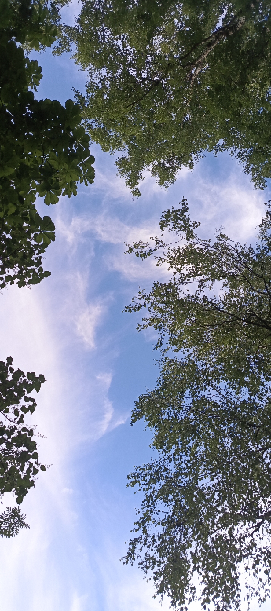 The image captures a view looking directly up through the canopy of trees towards a blue sky with wispy white clouds. The leaves are a vibrant green, indicating a daytime scene during warmer months, likely spring or summer. The perspective suggests the viewer is standing beneath the trees, possibly in a park, forest, or a rural setting like a dacha community. The lighting and the soft, streaky clouds hint at a partly cloudy day, perhaps mid-morning or afternoon. There are no people or man-made objects prominently visible, focusing solely on the natural elements. The composition, with the branches framing the sky, creates a sense of looking into an opening within the dense foliage. The location context of "Мерчалово Снт, Russia" places the scene in a specific Russian dacha settlement, which is a common type of recreational or residential area outside of cities in Russia, often characterized by gardens and trees. There is no visible text in the image.