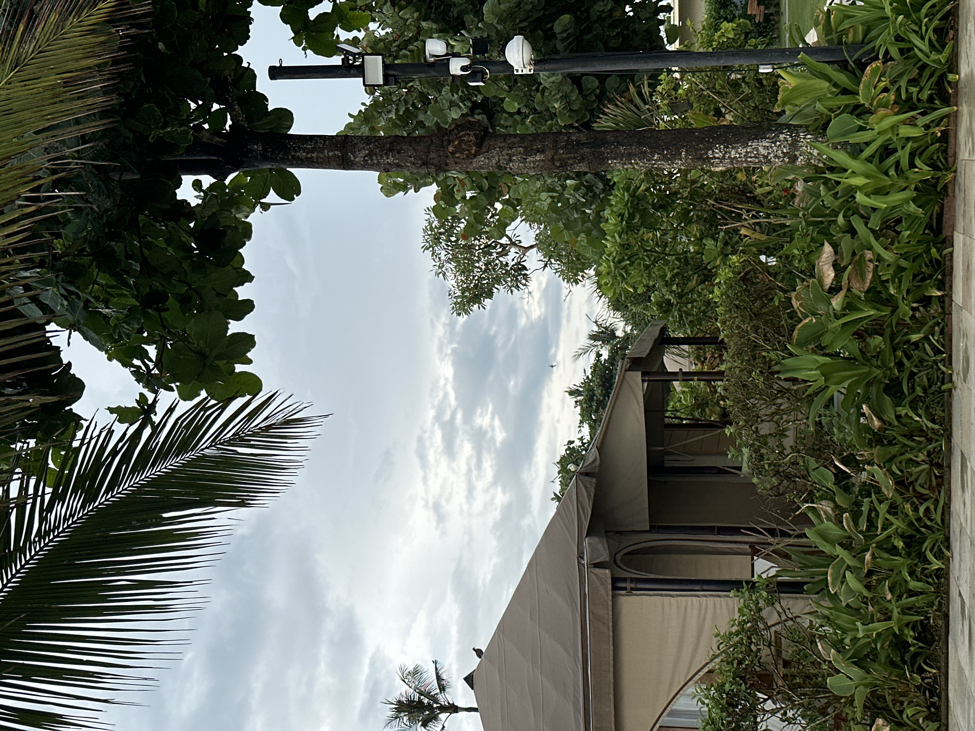 The image captures a scene of lush greenery and architectural structures. A palm tree frond occupies the lower-left corner, pointing upwards into a cloudy sky. A building structure is visible, featuring a light-colored canvas-like roof and arched openings. Various plants and bushes fill the right side of the frame, contrasting with a paved area on the edge. A utility pole extends horizontally across the upper portion of the image. The location appears to be a tropical resort or similar establishment in an unidentified city.