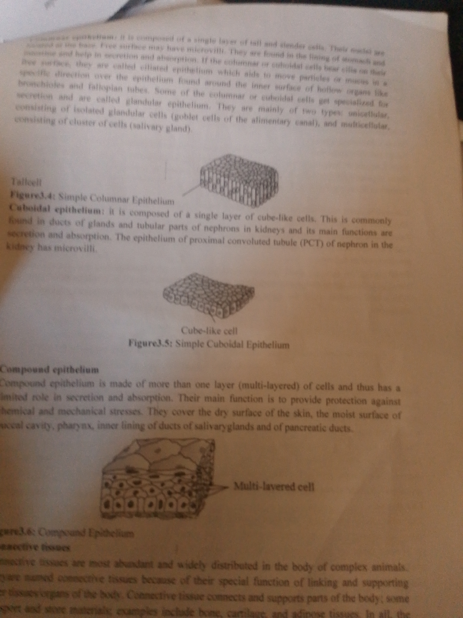 The image is a close-up, overhead shot of a page from a biology textbook. The page contains text describing different types of epithelial tissue, along with accompanying diagrams. The text discusses simple columnar epithelium, cuboidal epithelium, and compound epithelium. There are three diagrams illustrating these tissues: one labeled "Tall cell" which shows columnar cells, another labeled "Cube-like cell" showing cuboidal cells, and a third labeled "Multi-layered cell" showing stratified cuboidal epithelium. The page is slightly angled, and there is some shadow and glare, making parts of the text and diagrams difficult to read. The background is out of focus and appears to be a textured surface, possibly a desk or table. There is no information in the image that relates to Jauro Yinu, Nigeria, people, actions, or interactions.