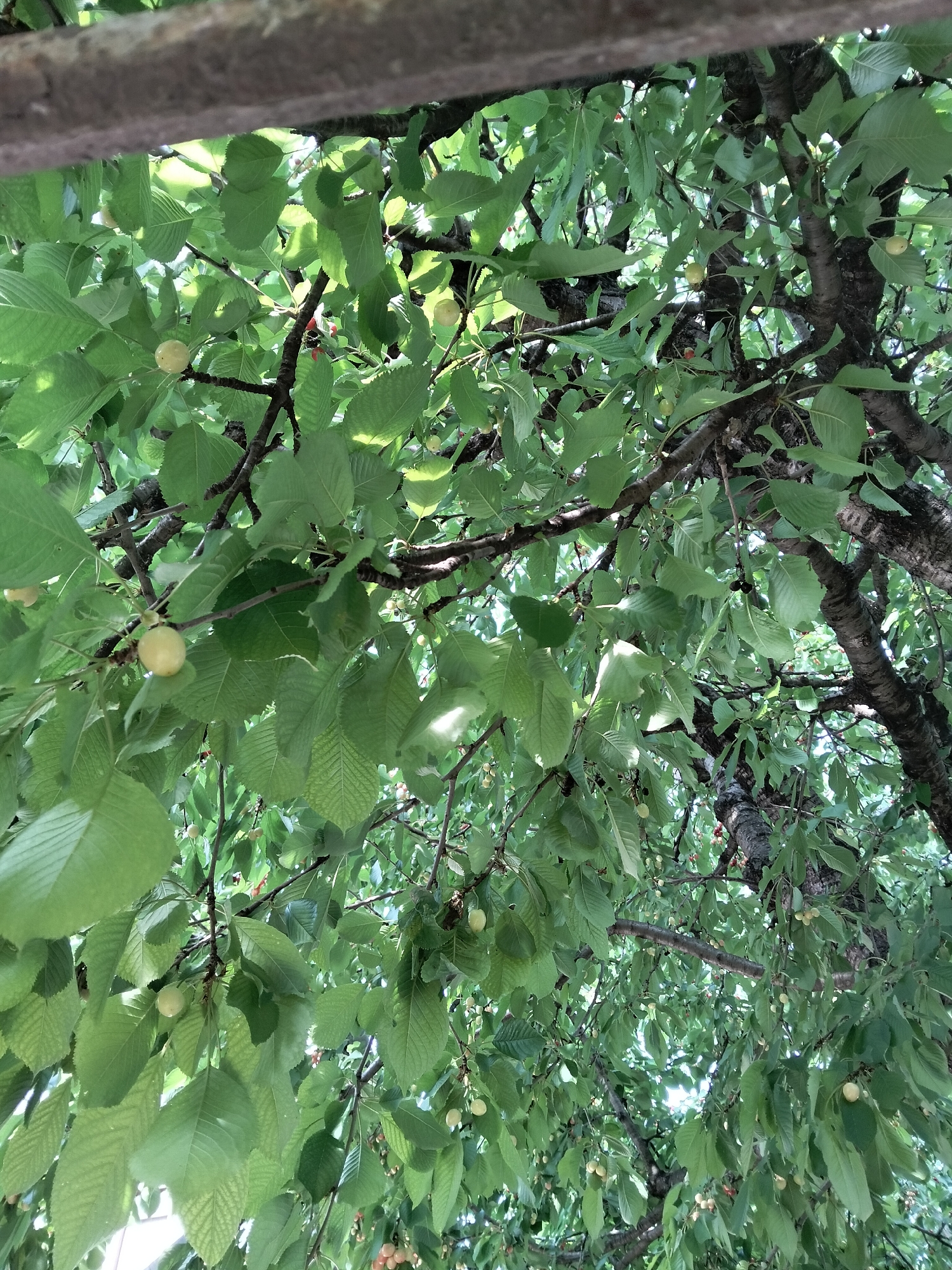 The image displays an upward view into the dense foliage of a fruit tree, likely a cherry tree, located in Biliaivka, Ukraine. The frame is filled with numerous green leaves, illuminated by filtered sunlight from above, creating a mosaic of highlights and shadows. Scattered throughout the leaves are small, round fruits, predominantly pale yellow-green, consistent with unripe cherries. Some of these fruits exhibit initial reddish coloration, indicative of ripening. Dark, textured tree branches and sections of the main trunk are visible through the leaves. A blurry, dark brown horizontal structure, resembling a wooden beam or similar overhead element, occupies the top portion of the image. No people or animals are visible.