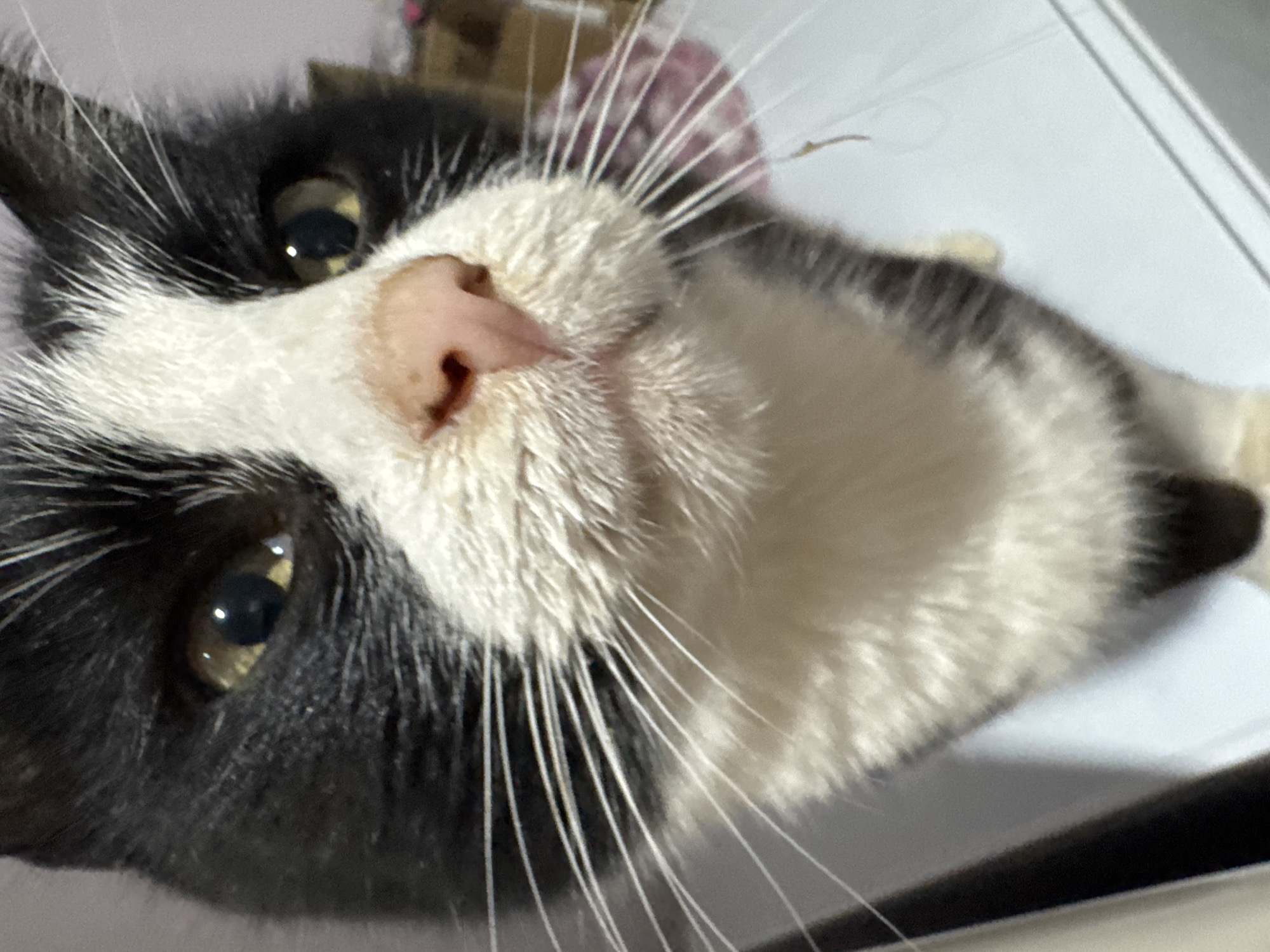 This is a close-up, low-angle, eye-level shot of a black and white tuxedo cat facing forward. The cat's face is mostly in focus, with its nose and whiskers prominent. The background is blurred and appears to be an indoor setting. There is no indication of location in Добровское сельское поселение, Ukraine, or any other specific geographic area.