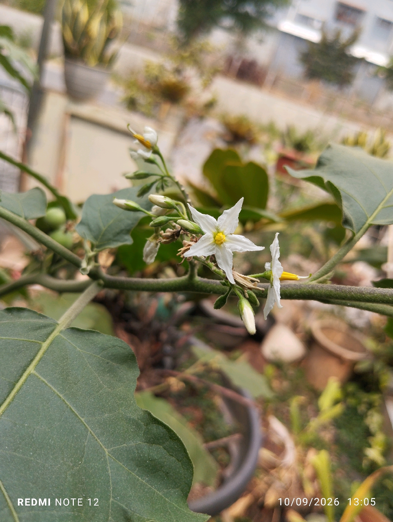 In the city of Bekasi, Indonesia, this photograph captures a close-up view of a plant with white flowers and green leaves. The plant's stem is thick and covered in fine hairs, and it has several thorns. The leaves are large and oval-shaped, with a slightly rough texture. The white flowers are star-shaped with yellow centers, and some of them are still in bud. In the background, out of focus, are various potted plants and structures, suggesting an outdoor setting such as a garden or nursery. The timestamp "10/09/2026 13:05" is visible in the bottom right corner, along with the text "REDMI NOTE 12" in the bottom left.