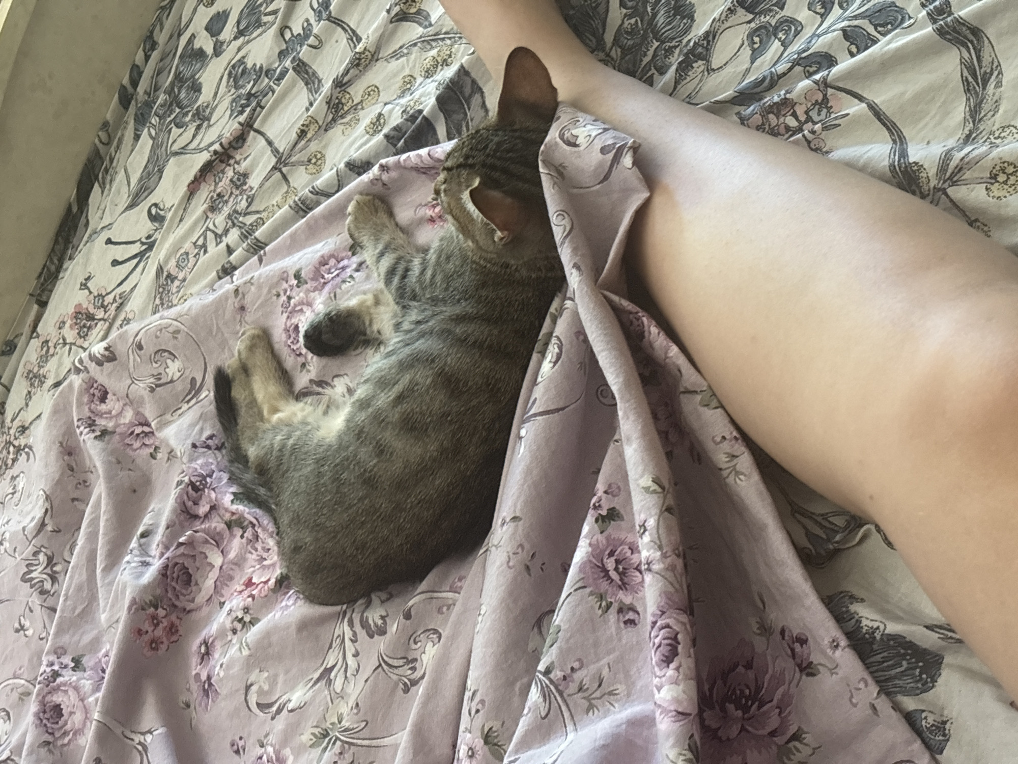 A tabby cat sleeps curled on a bed with a light pink floral comforter and a cream and gray floral duvet. A person's leg is visible in the foreground, resting on the duvet. The image appears to be taken indoors.