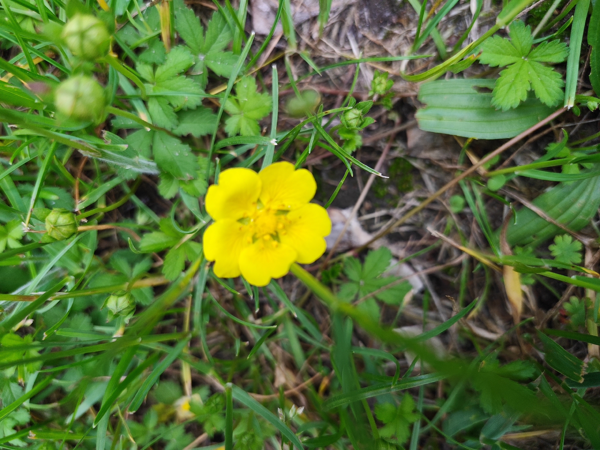 A single, bright yellow buttercup flower with five petals is centrally located in the image. The flower is surrounded by lush green grass and foliage. Several small, green, unopened flower buds are scattered around the buttercup, with two prominently visible to the left of the flower and another smaller one to the upper right. The background consists of dry leaves, twigs, and soil, suggesting an outdoor environment. The lighting appears natural, with the sun illuminating the scene from above. The image is a close-up shot, focusing on the flower and its immediate surroundings. The exact location of this scene in "Unknown, Unknown" is not provided.