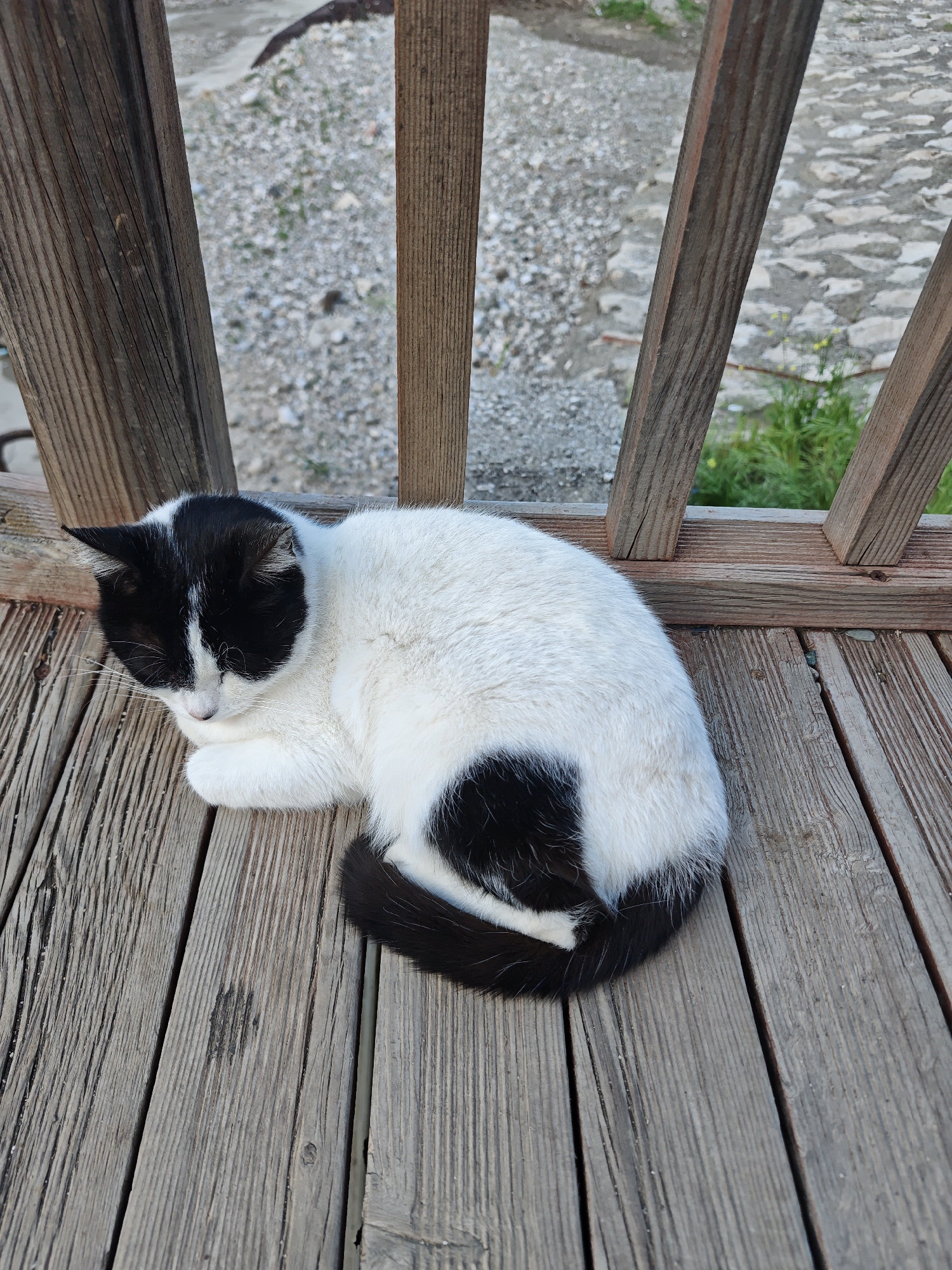 A black and white cat is sleeping curled up on a wooden surface that appears to be a bench or platform, with wooden railing posts in the background. The location appears to be outdoors in the city of Kemer, Turkey, as indicated by the gravel and stone pathway visible through the railing. The cat's head is tucked down, and its black tail is curled around its body. The wooden planks of the surface are weathered and textured.