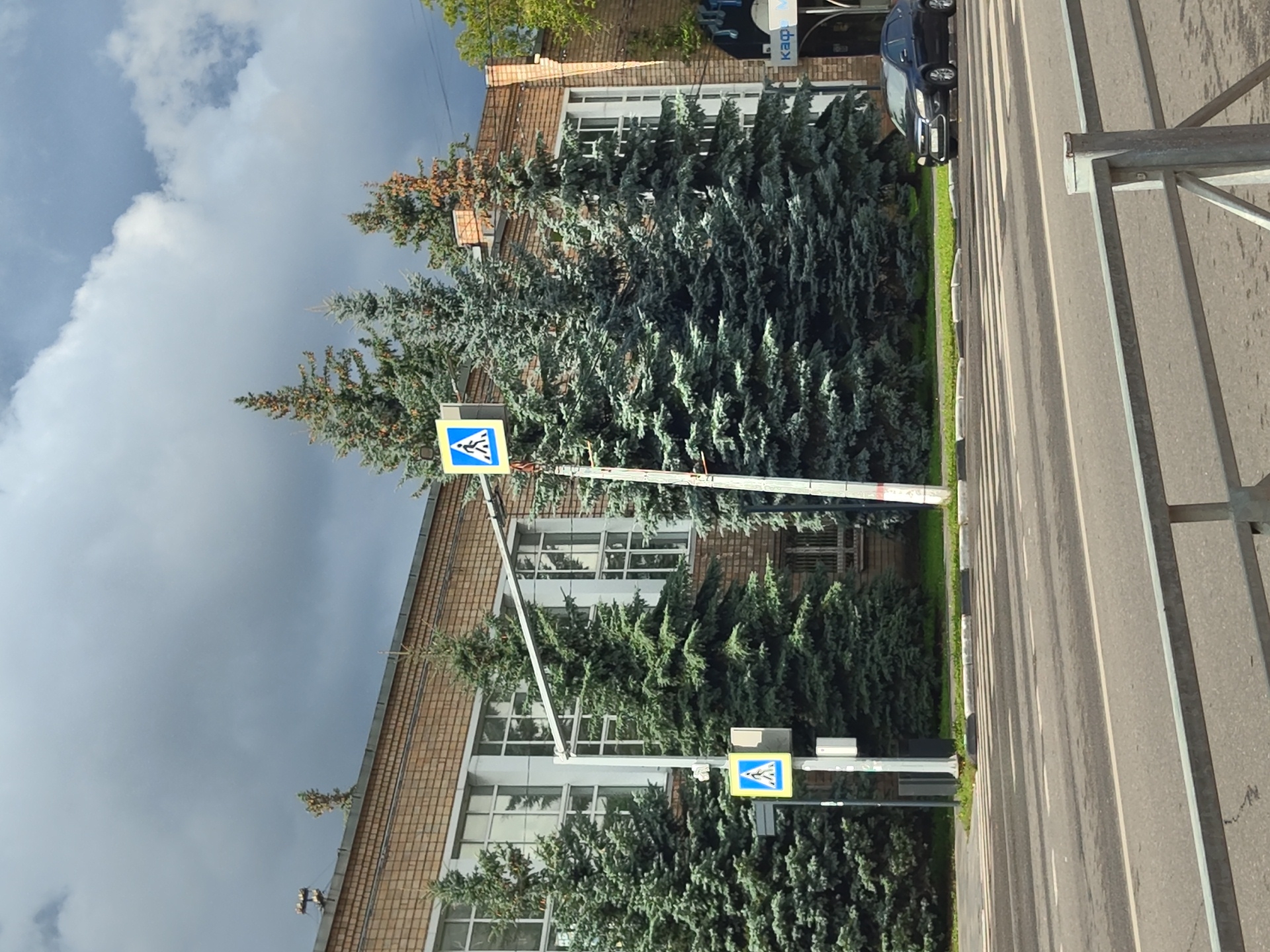 In Ramenskoye, Russia, a dark blue Ford Focus is parked on the right side of the road, facing left, near a crosswalk. The car is positioned beyond a pedestrian crossing marked with white stripes on asphalt. A brick building with a facade of light brown brick and numerous windows stands behind a row of evergreen trees. Two pedestrian crossing signs, each featuring a blue square with a white pedestrian symbol, are visible. One sign is mounted on a pole to the left of the trees, and another is attached to a pole further to the right. The sky is overcast with dark clouds. The foreground includes a metal railing.