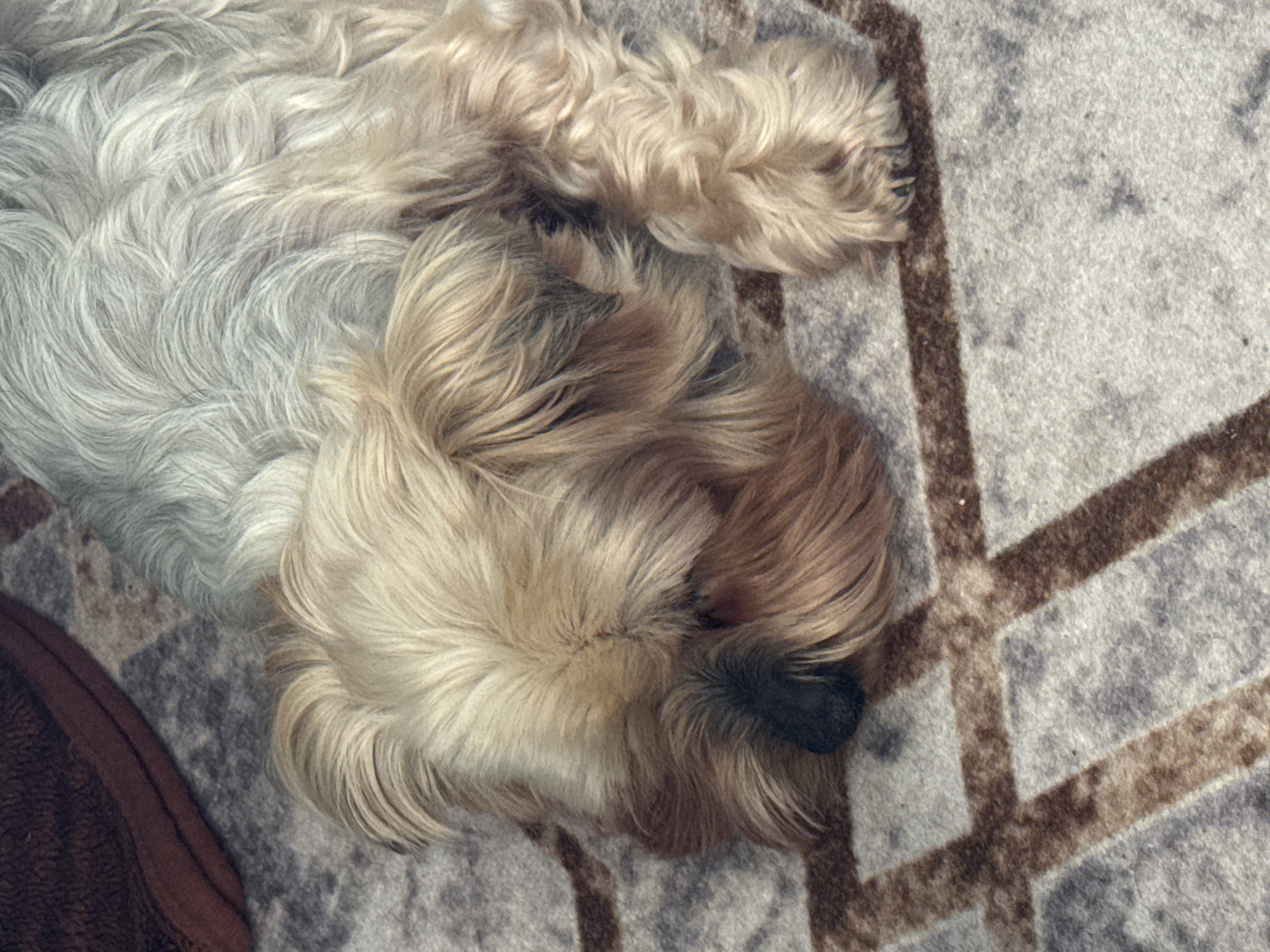 The image shows a small, long-haired dog sleeping on a patterned blanket. The dog has a mix of tan, brown, and grey fur. Its nose is black. A portion of a brown object is visible in the lower left corner of the image. The blanket is light grey with a brown geometric pattern. No location information is discernible.