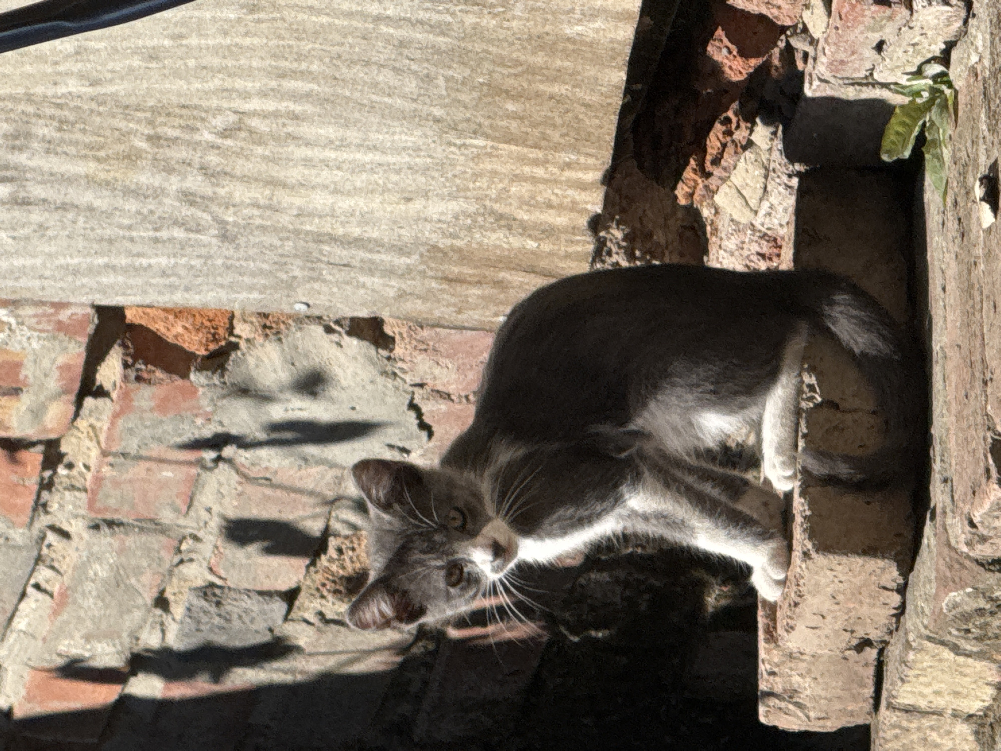 A young, grey and white cat sits on a pile of red bricks, looking towards the camera. The cat has green eyes, white whiskers, and a white chest and paws. The background consists of a weathered brick wall and a light-colored wooden board. Shadows are cast across the scene, indicating it is daytime and sunny. The environment appears to be outdoors, likely in an urban setting given the presence of brick structures.