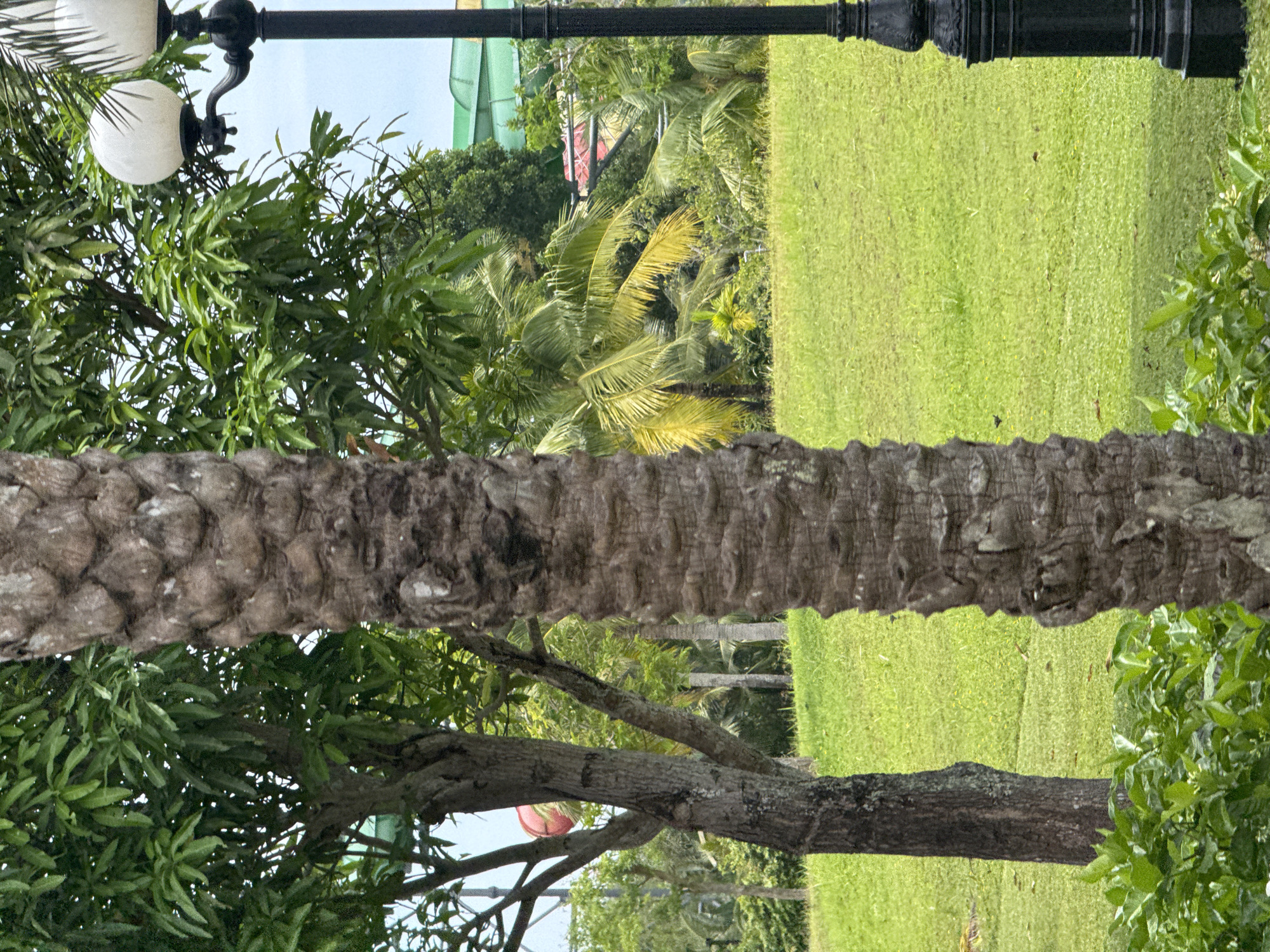 The image presents a ground-level view in what appears to be a park or landscaped area, likely located in Đà Nẵng, Vietnam, as indicated by the tropical flora. A black lamppost with globe-shaped lights is partially visible on the left side of the image, appearing to be positioned in front of a tree with dense green foliage. The primary focal point is the thick, textured trunk of a palm tree running horizontally across the frame. Behind and above the palm trunk, there is a lawn with bright green grass and a cluster of palm trees with yellowish fronds, suggesting sunlight hitting them. A structure with a green and red portion is seen in the background, which appears to be a building or a water park structure. A second tree trunk is visible under the palm trunk, with green leaves. There are no people visible in the image. The image seems to capture a moment of stillness in a park setting.