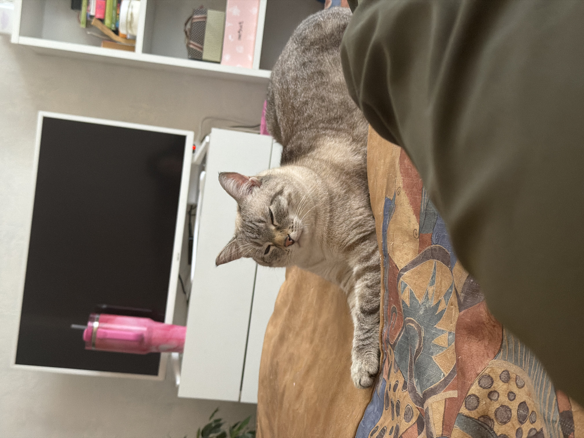 A light-colored tabby cat rests on the arm of a chair with a patterned tan and blue fabric cover. The cat's eyes are mostly closed, and its paw is visible. Behind the cat and chair is a white cabinet with a dark screen mounted on it, and a pink tumbler sits to the left of the screen. A white shelf with books and other items is visible in the upper left corner of the image. A person wearing a dark green garment is partially visible on the right side of the frame. The location is potentially in a home or residential setting, based on the interior objects. There is no information to confirm it is located in Perm, Russia.