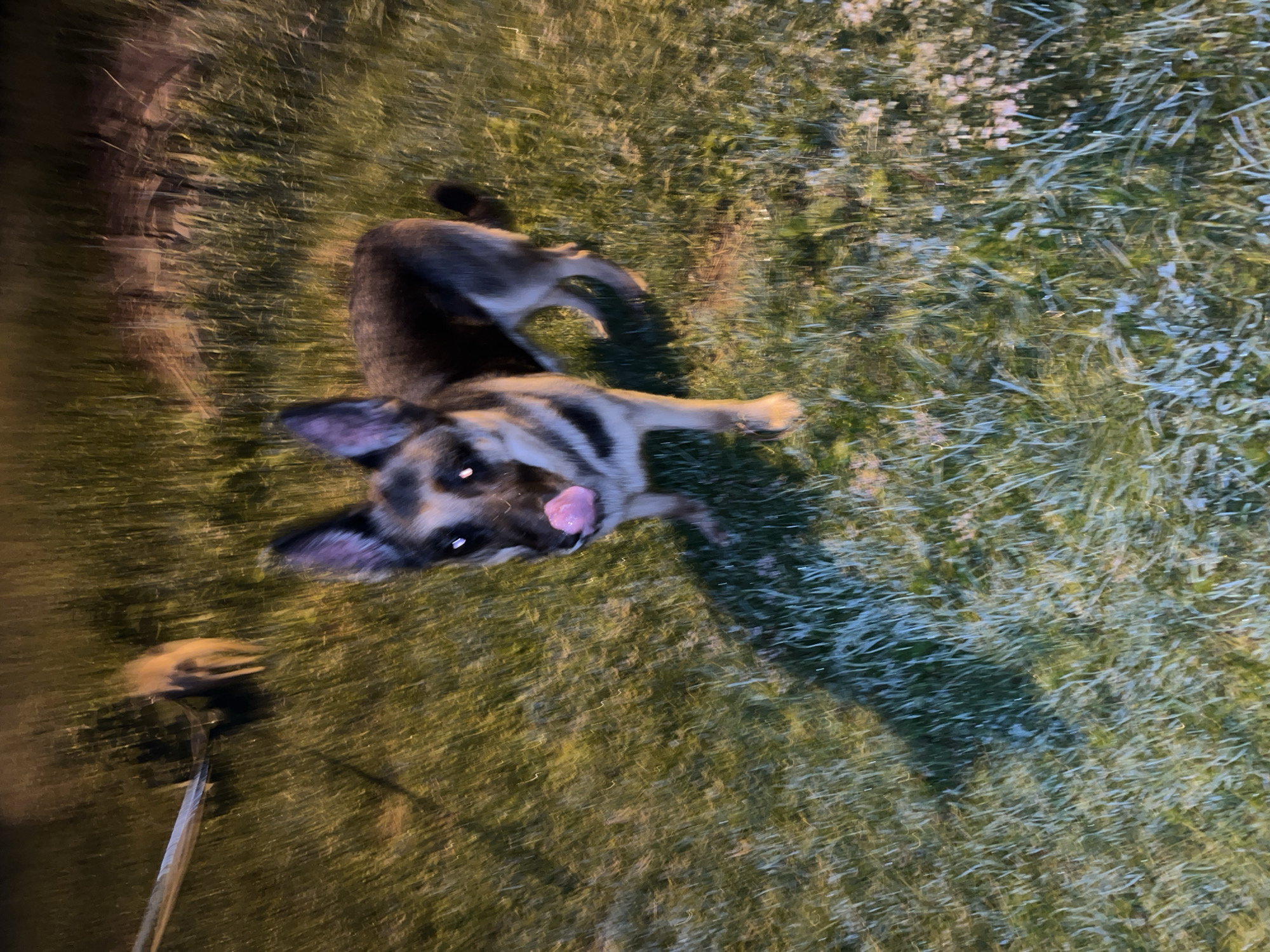 A German Shepherd dog with its tongue sticking out stands in a grassy area, possibly a park or yard. The dog is partially blurred due to motion. In the background, a leash is visible, attached to another blurred object. The scene is lit by artificial light, casting a shadow of the dog on the ground. The location in Nizhny Tagil, Russia, is not discernible from the image itself.