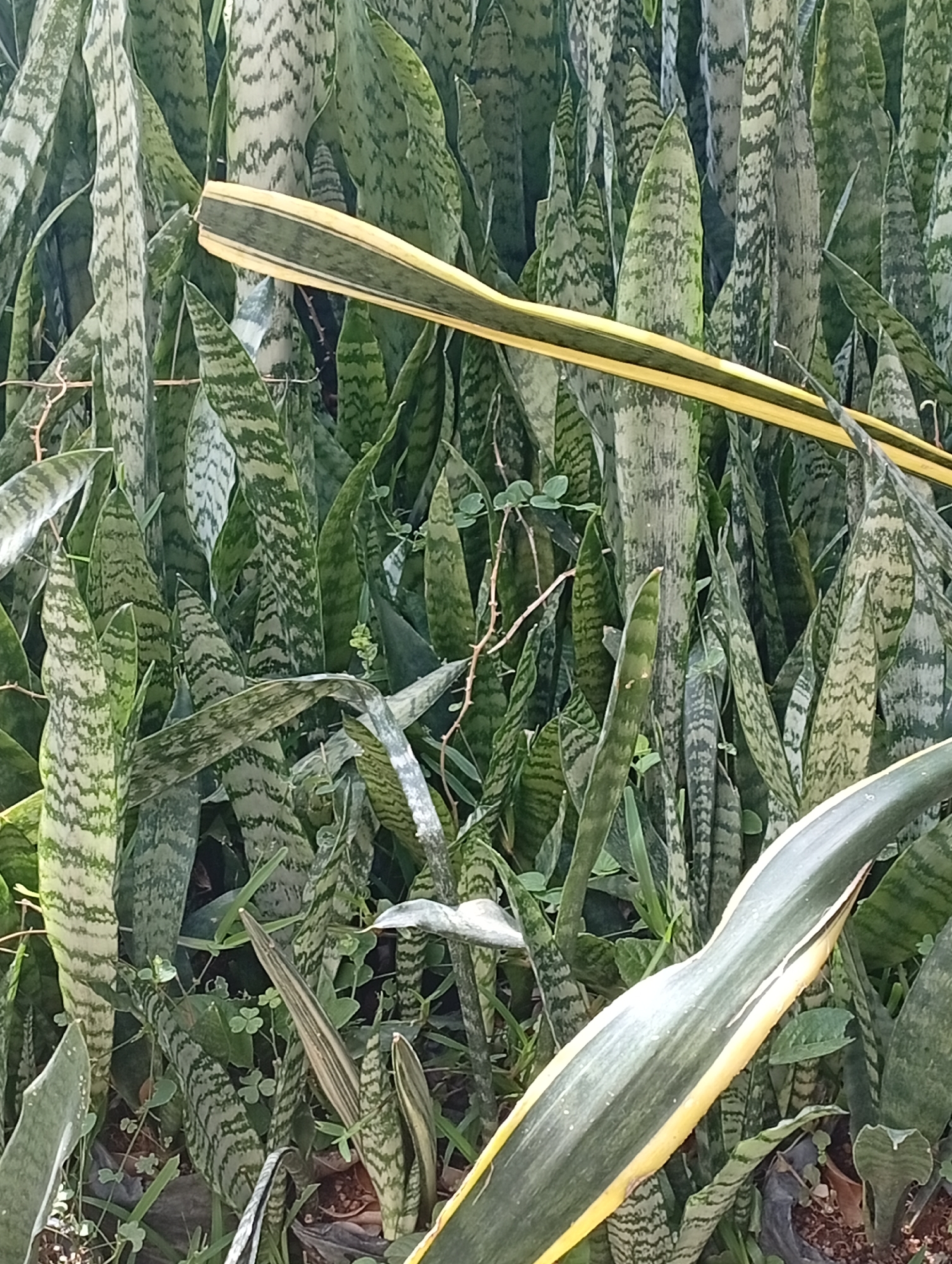 A dense thicket of snake plants (Sansevieria trifasciata) is pictured in Gura Top, Nigeria. The plants exhibit their characteristic variegated leaves, a mix of dark green and light gray or silver banding. One large leaf, likely from the foreground, is prominently displayed across the top and right side of the image, its edges tinged with yellow. The background is filled with more of these upright, sword-shaped leaves. The ground beneath the plants is a mix of dark soil, some mulch, and a few small, leafy green weeds. The lighting suggests it is daytime, with soft shadows indicating an outdoor setting. There are no people or animals visible in the frame.