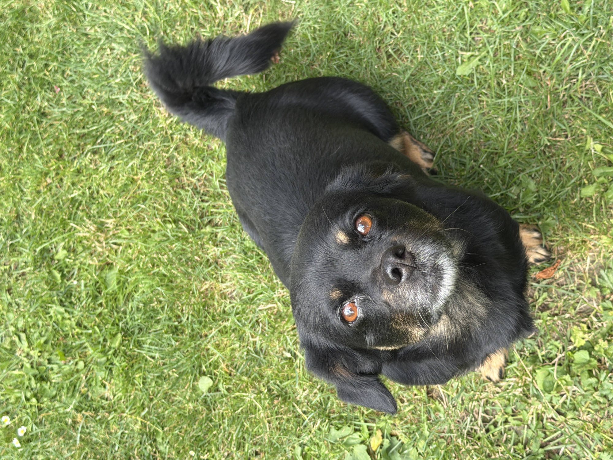 A black dog with tan markings sits on a grassy lawn. The dog's head is turned towards the camera, and its eyes are a bright amber. The dog's tail is curled over its back. The lawn is green and appears to be in good condition. The background is out of focus, but it appears to be a residential area with some trees. The image was taken in the city of Kozova, Ukraine.