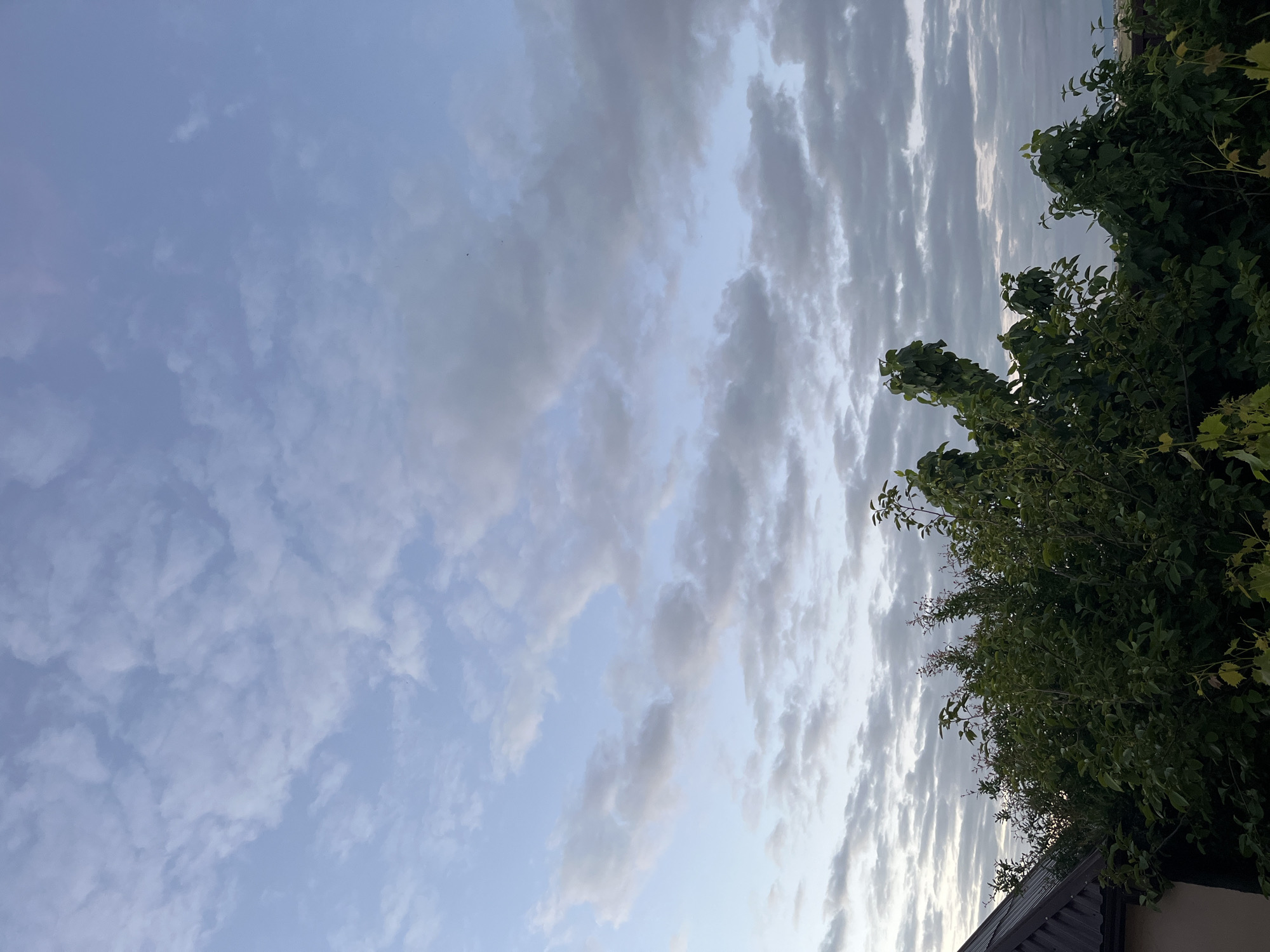 The image depicts a sky filled with wispy, stratocumulus clouds illuminated by diffused sunlight, suggesting either early morning or late evening. The sky transitions from a pale blue near the horizon to a slightly darker shade higher up. In the foreground, there is dense foliage of a tree or bush, obscuring part of the view. A glimpse of a roof is visible beneath the foliage. The image was taken in Kaspiysk, Russia.