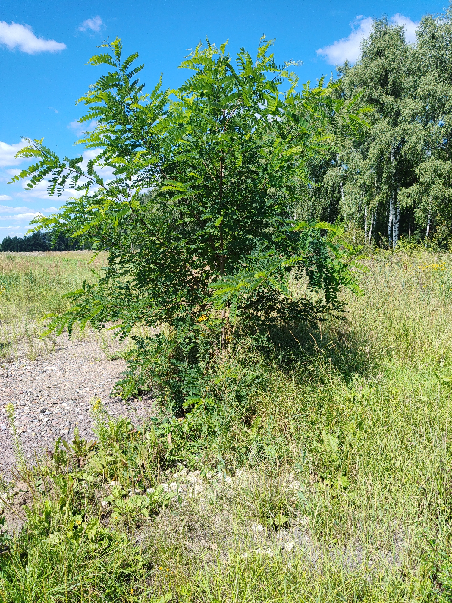 The image shows a young, leafy tree with compound leaves, likely a Black Locust or similar species, situated in a semi-natural environment. The tree is surrounded by tall, dry grass and some smaller green plants. In the background, a dense stand of birch trees is visible, their white bark contrasting with the green foliage. A bright blue sky with scattered white clouds completes the scene. A gravel path or clearing runs to the left of the tree. The location is identified as Sosnovyy Bor, Russia. There are no people or animals visible in the image.