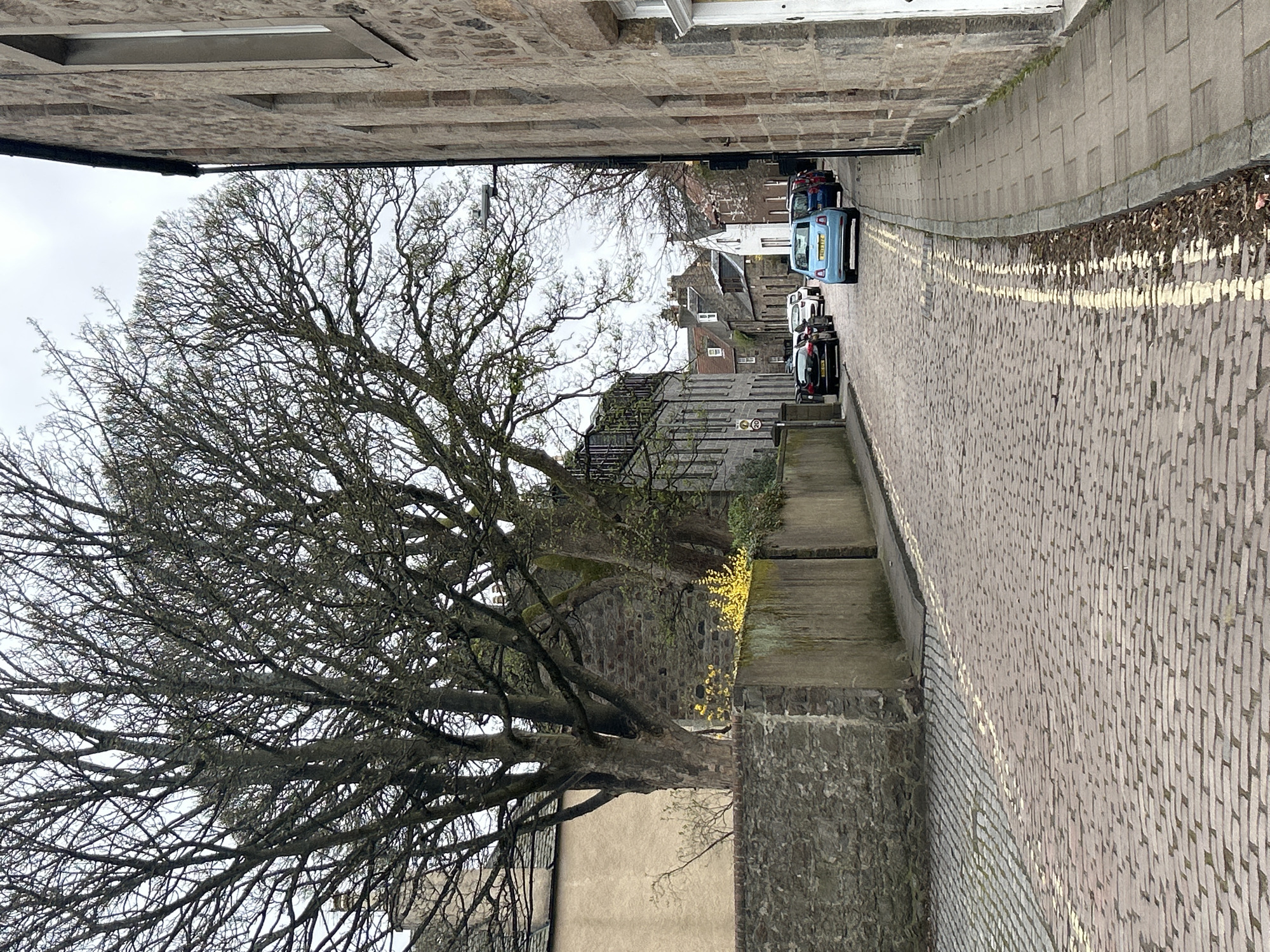 The image depicts a narrow street in Aberdeen City, United Kingdom, lined with buildings constructed of stone or brick, and paved with cobblestones. A large, leafless tree dominates the left side of the frame, its branches extending across the street. A line of parked cars is visible on the right side of the street. The overall light is overcast, suggesting a cloudy day. The street is empty of pedestrians.